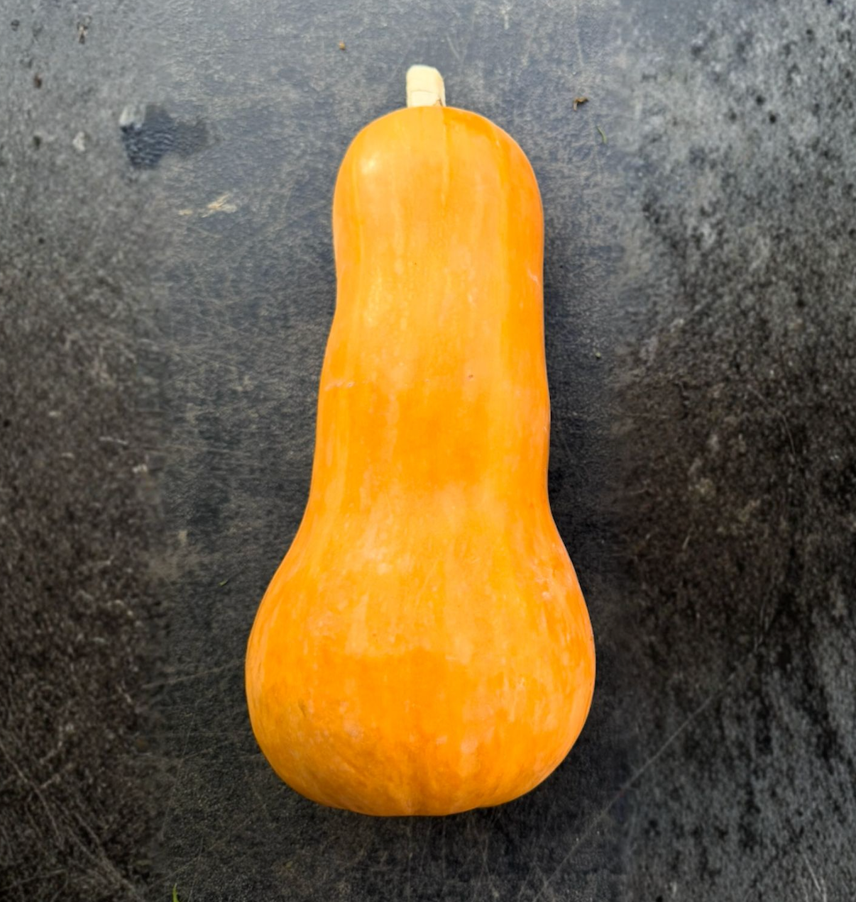 Whole Sweet Bea squash, bred as the successor to Honeynut, showcasing its smooth orange skin and compact shape on a dark rustic surface — part of the seasonal farm box.