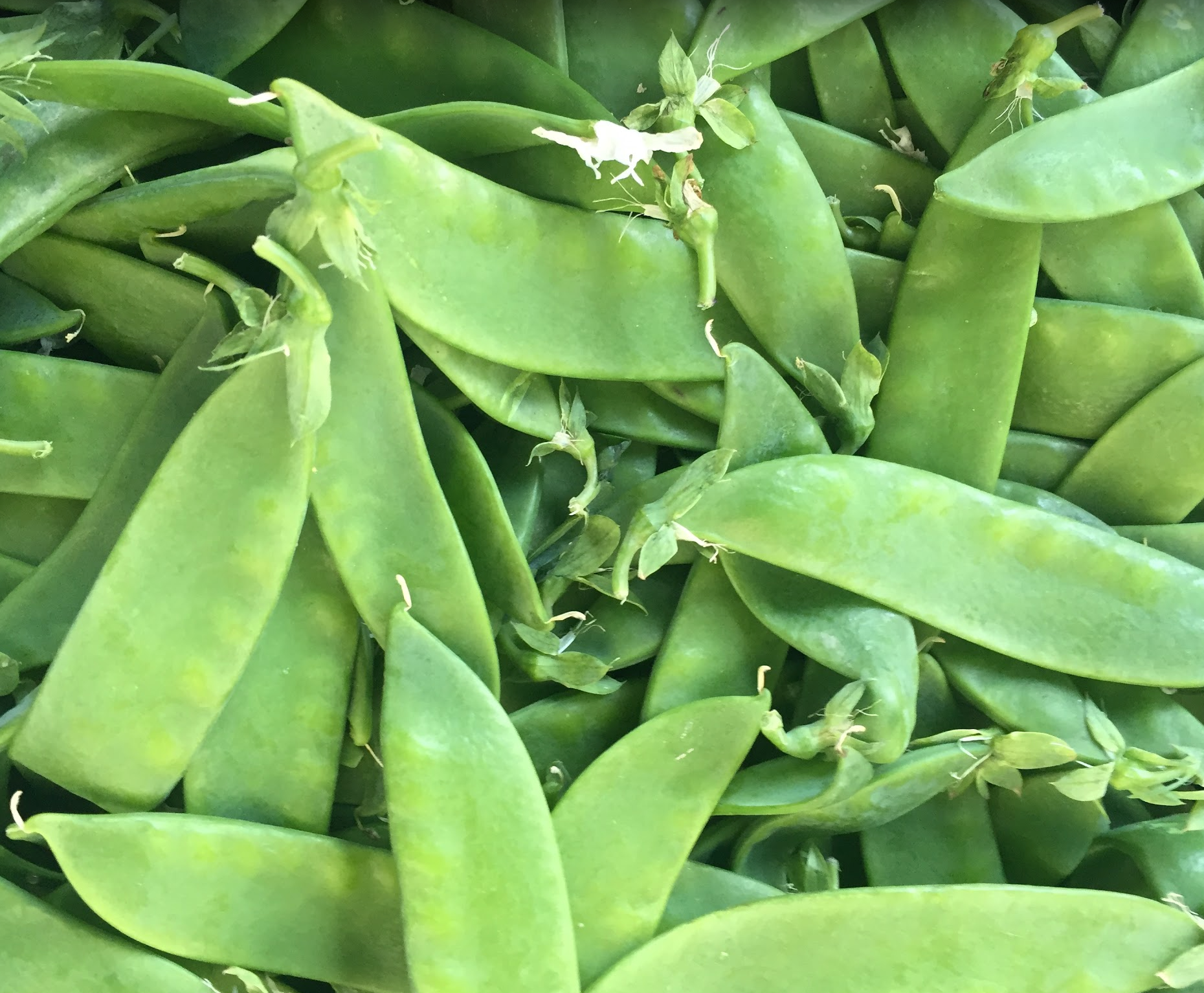 Wonderful Snow Peas, an early spring treat at Union Square an in Norwich Meadows Farm Boxes