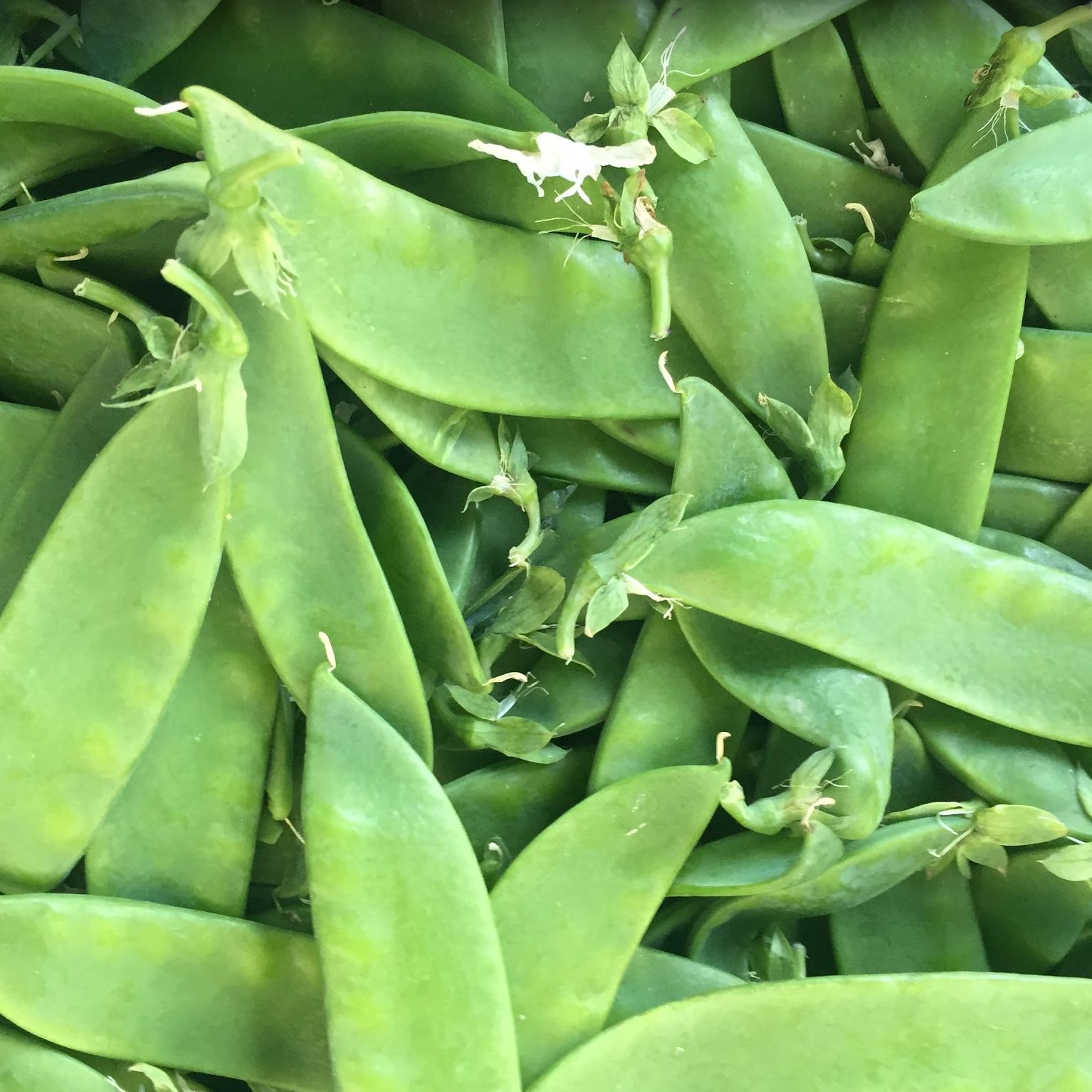 Wonderful Snow Peas, an early spring treat at Union Square an in Norwich Meadows Farm Boxes