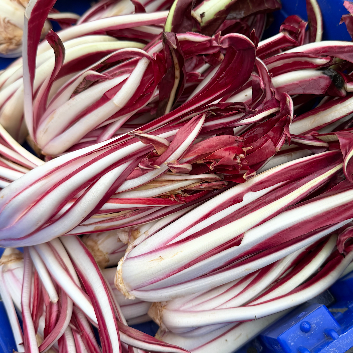 Radicchio forced on sale at our stand