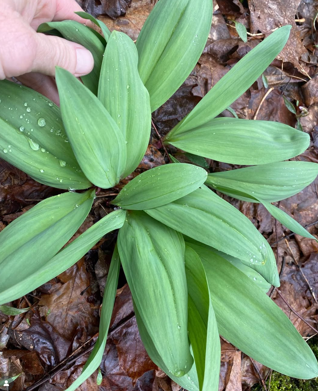 Wild ramp leaves emerging from woodland soil in early spring on Norwich Meadows Farm property