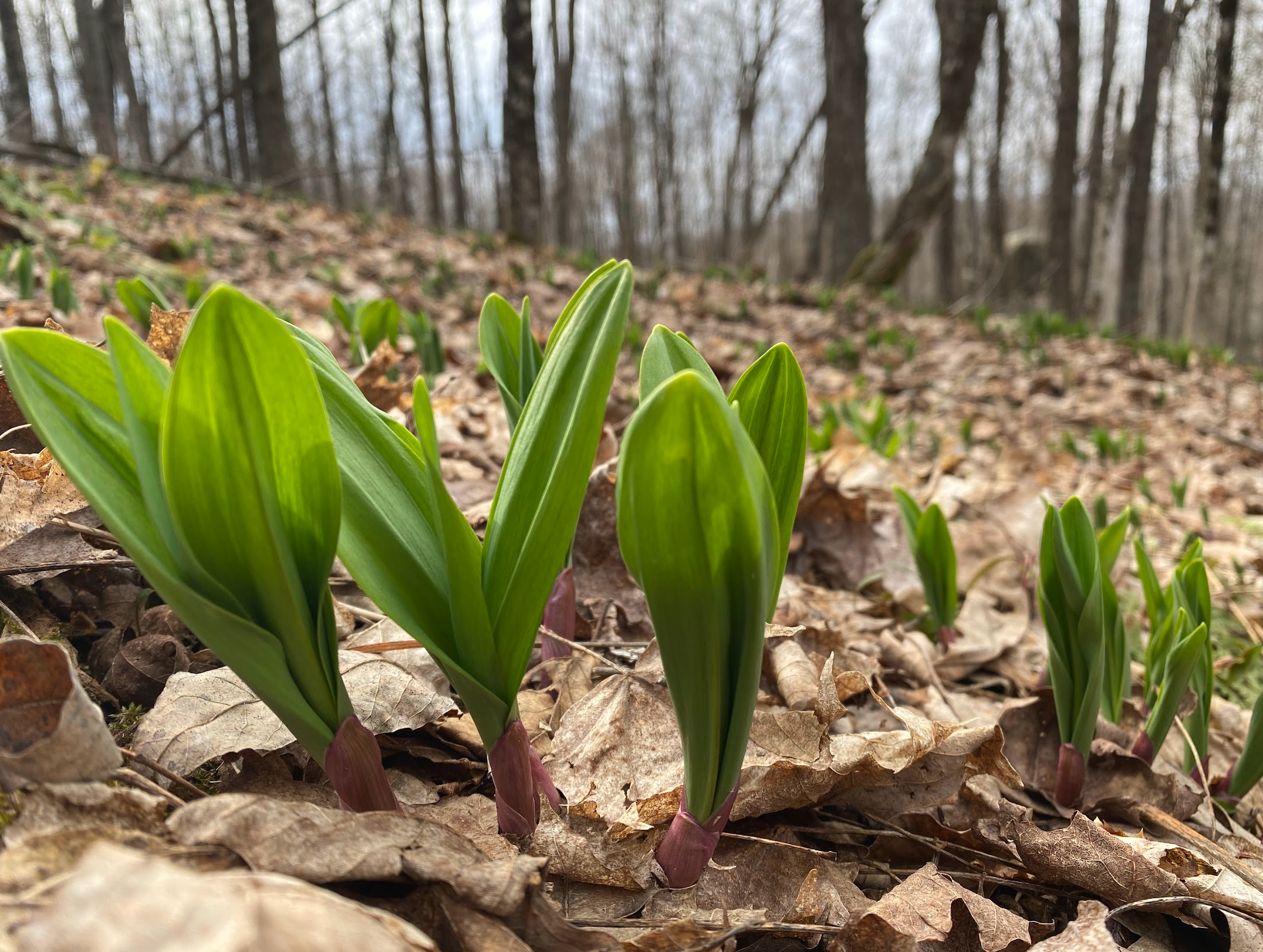 Wild ramp plants emerging in early spring forest soil on Norwich Meadows Farm property