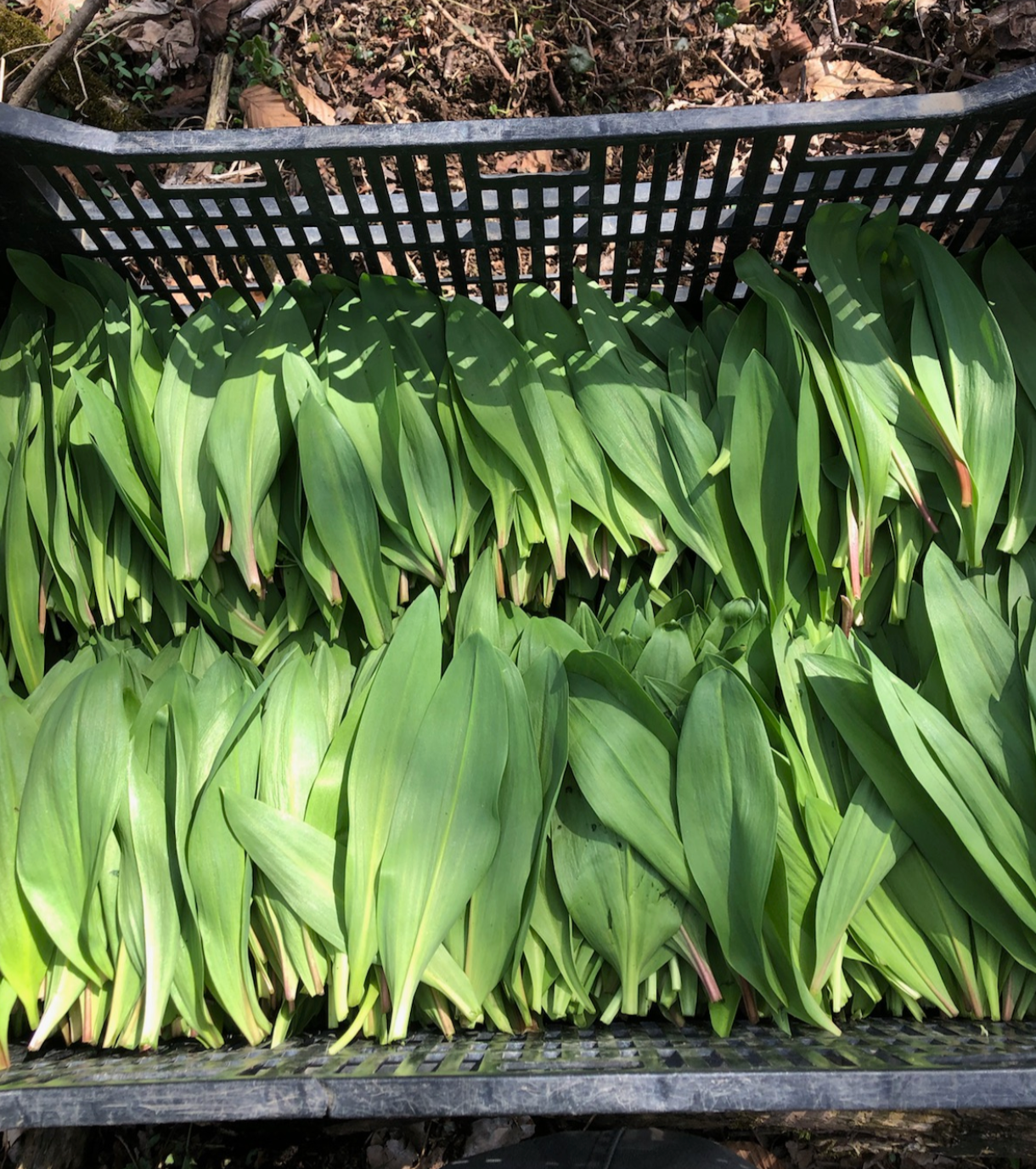 Freshly harvested wild ramp leaves stacked in harvest crates at Norwich Meadows Farm