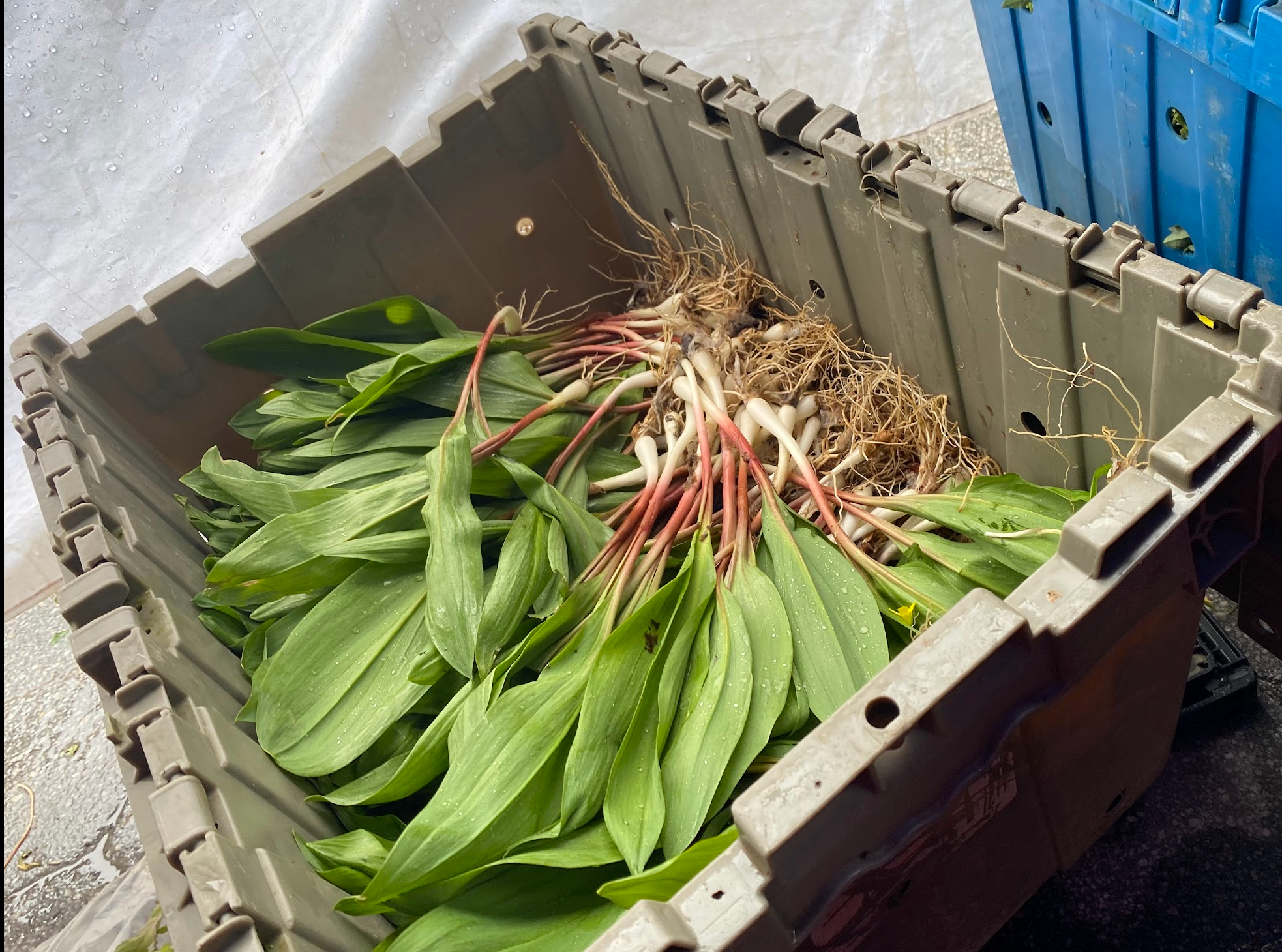 Ethically foraged wild ramps with bulbs and roots, harvested from woodland areas in upstate New York