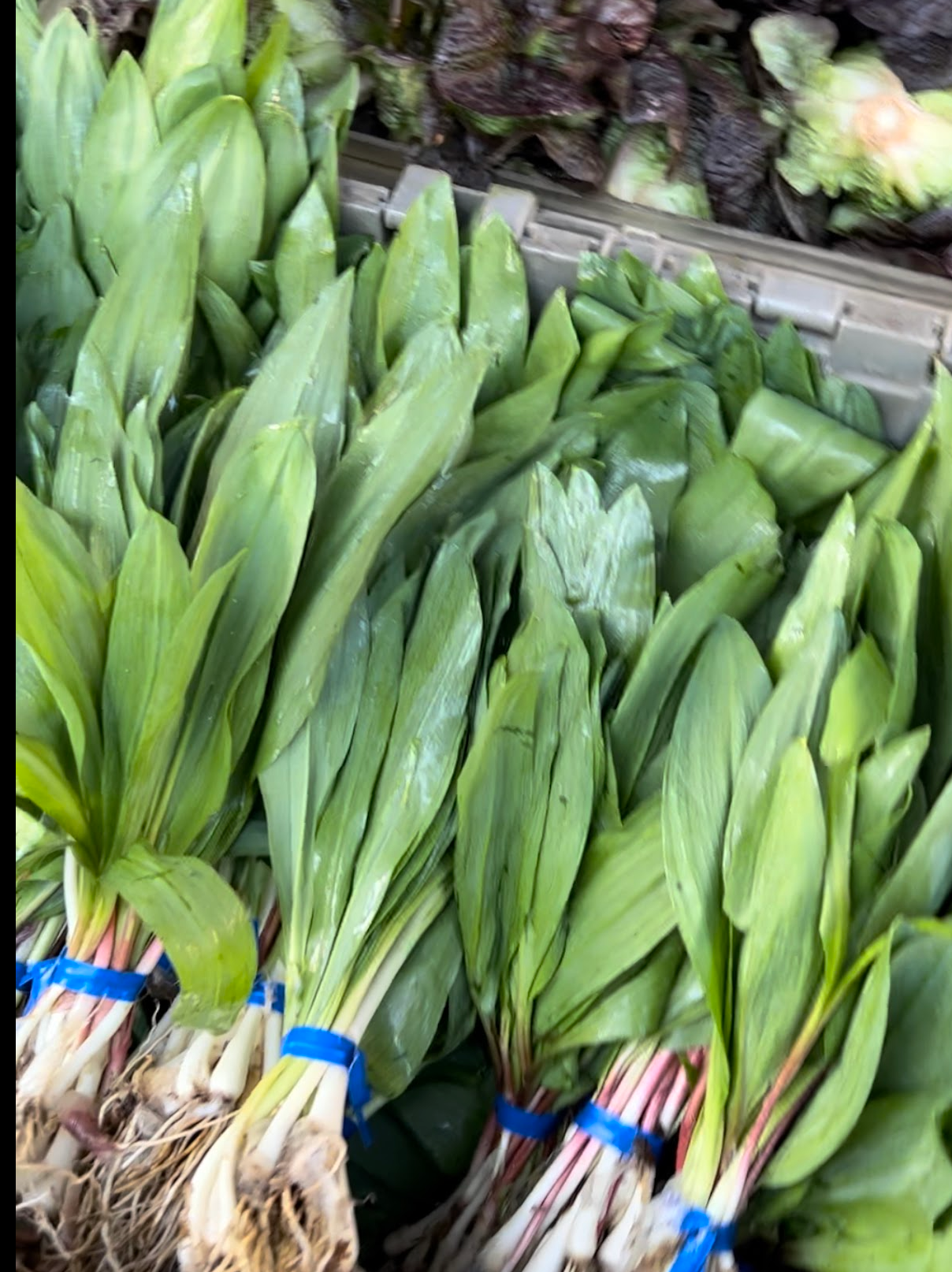 Bundled wild ramps with bulbs and leaves, prepared for sale after ethical foraging