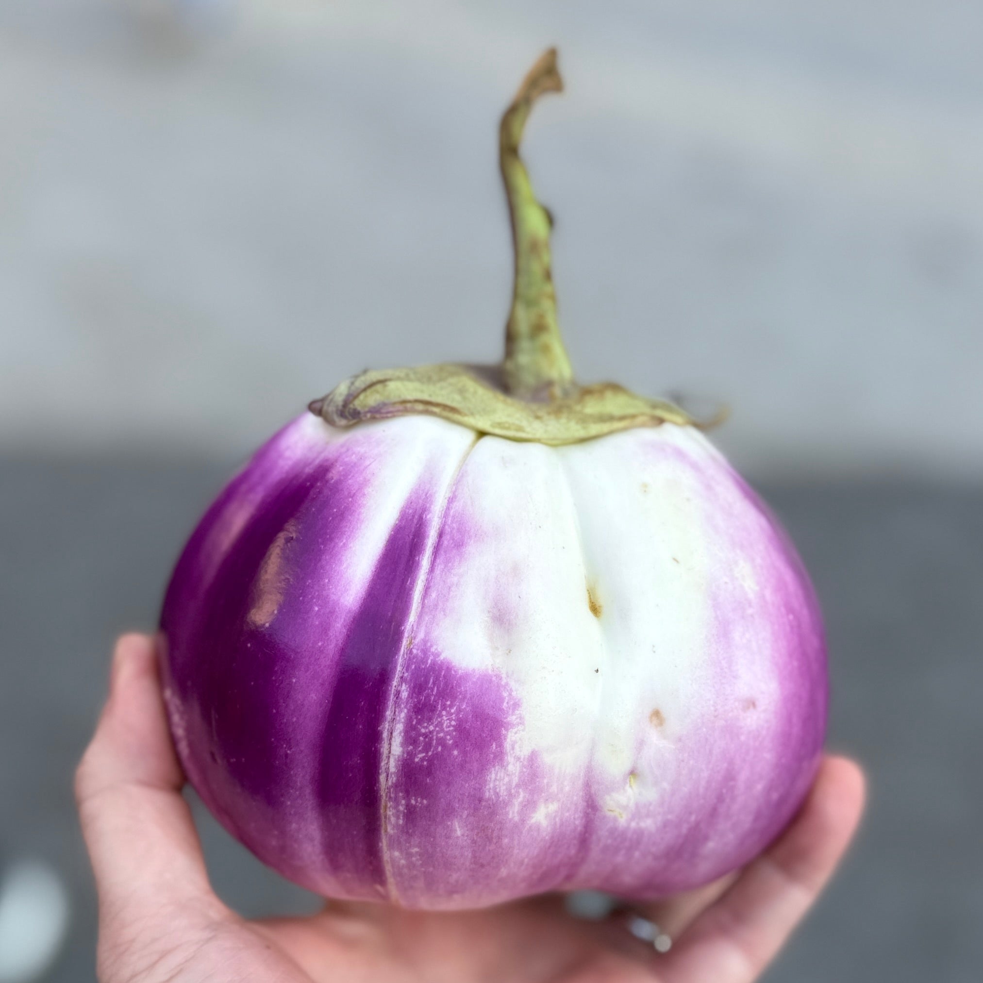 beautiful purple and white Sicilian style eggplant.