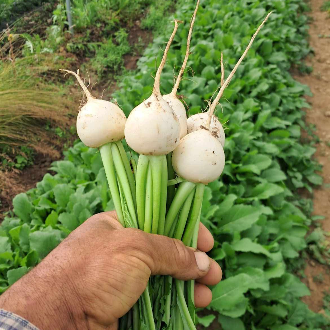 Hakurei tunrips just harvested from the field in North Norwich - Getting ready for the trip to Union Square.
