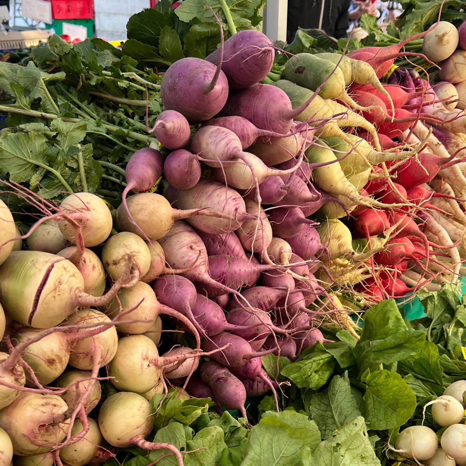 Fall radishes on the Norwich Meadows Farm market stand at Union Square— part of our seasonal Fall Harvest Box.