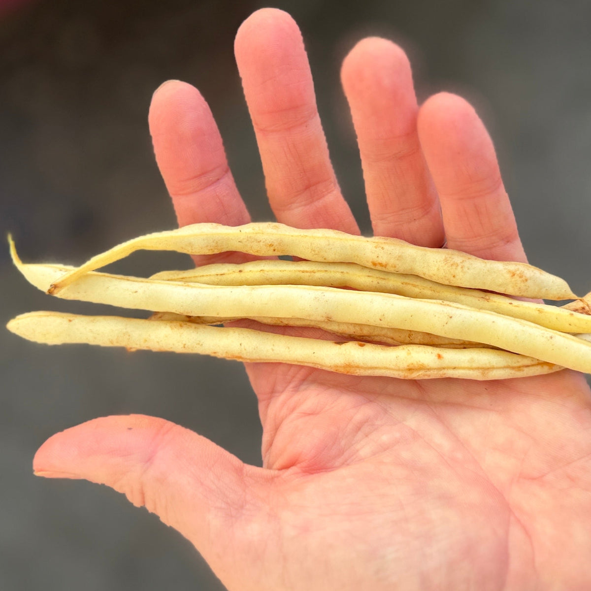 Yansoon Beans beans in the pod grown by Norwich Meadows Farm.