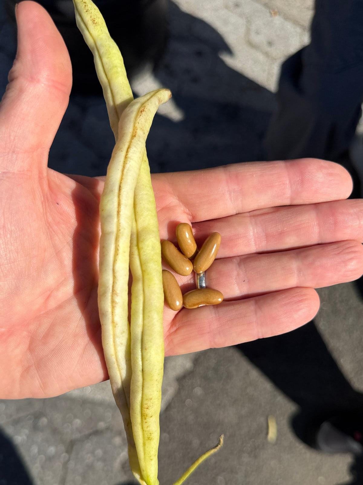 Zubdeh Beans - Norwich Meadows Farm - a breeding project with Cornell.