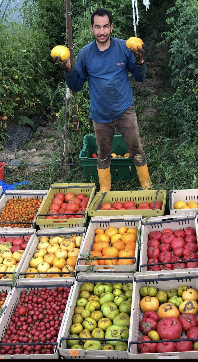 After the tomato harvest at Norwich Meadows