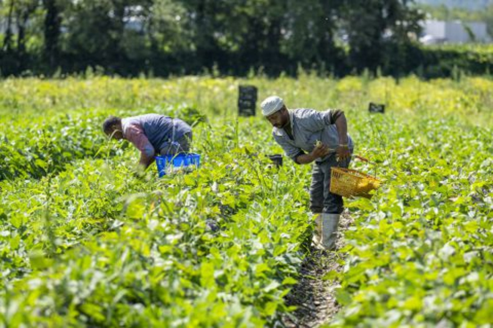 Harvestng Beans in Norwich for the Chefs Box