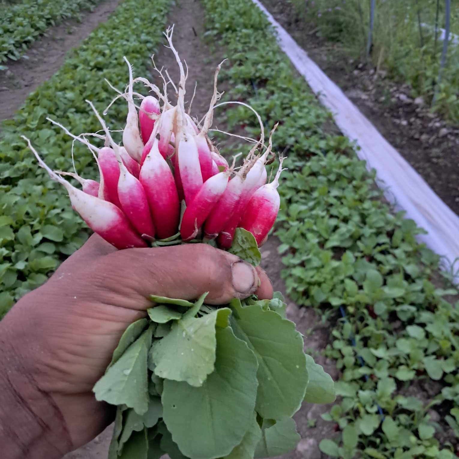 Radish as part of our seasonal farm box at Norwich Meadows.
