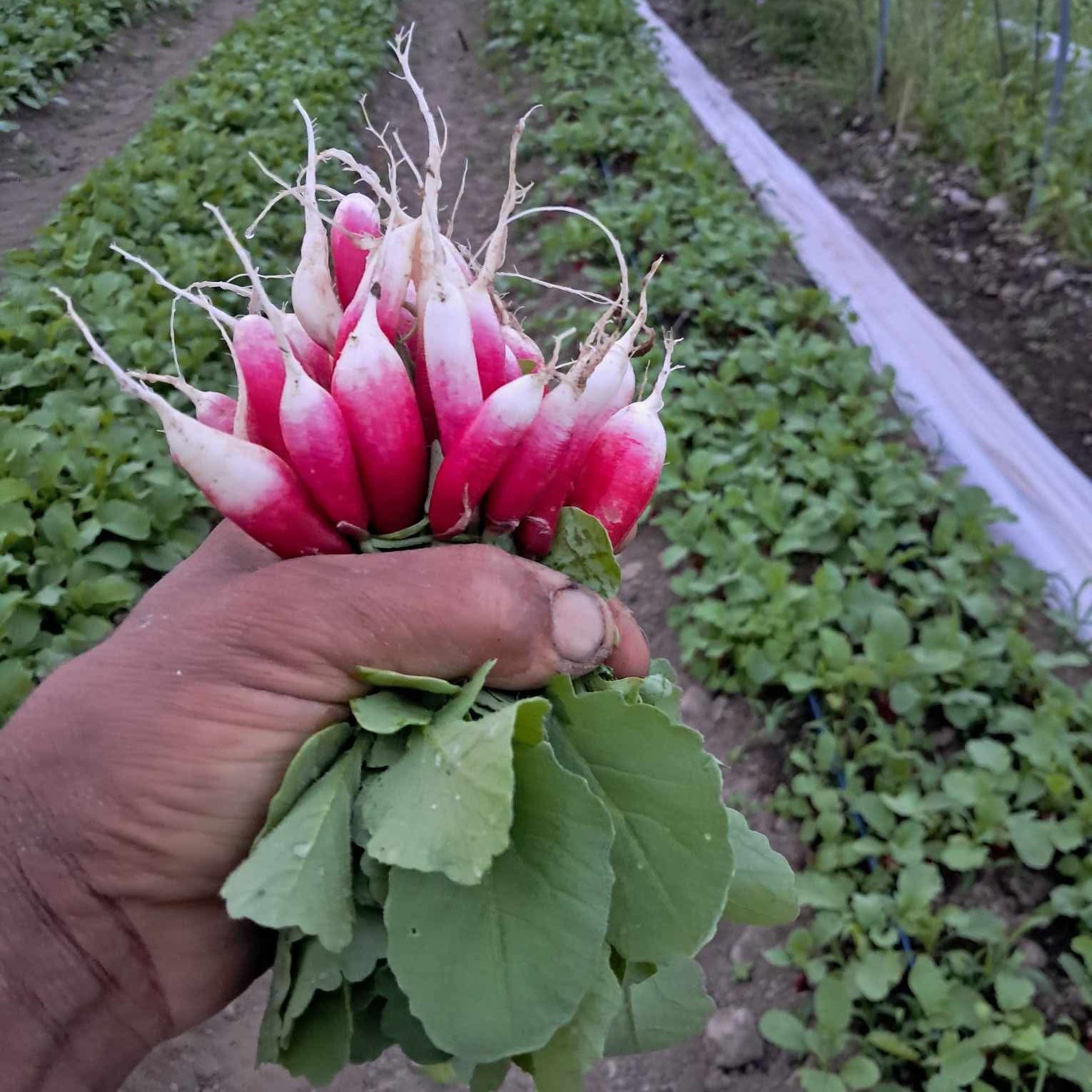 Radish in the field - French Breakfast - a favorite for our chef box