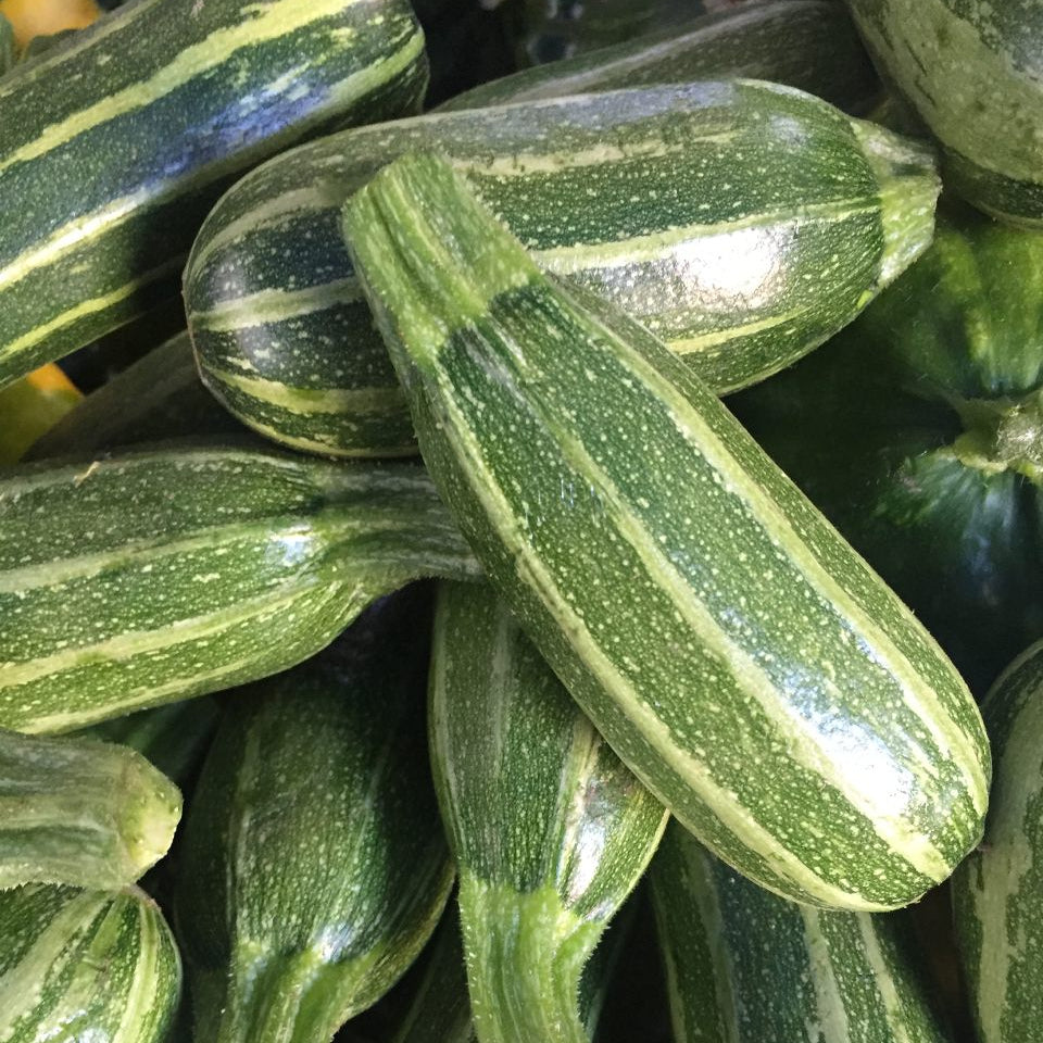 Striped Squash on Norwich Meadows Farm
