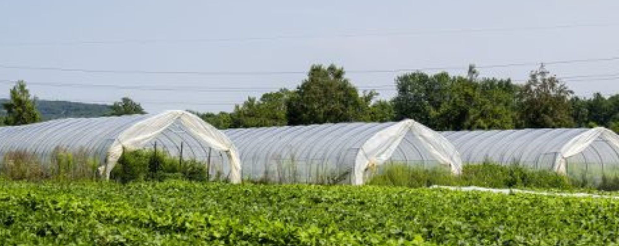 High Tunnel in Norwich New York. An important part of our farm.