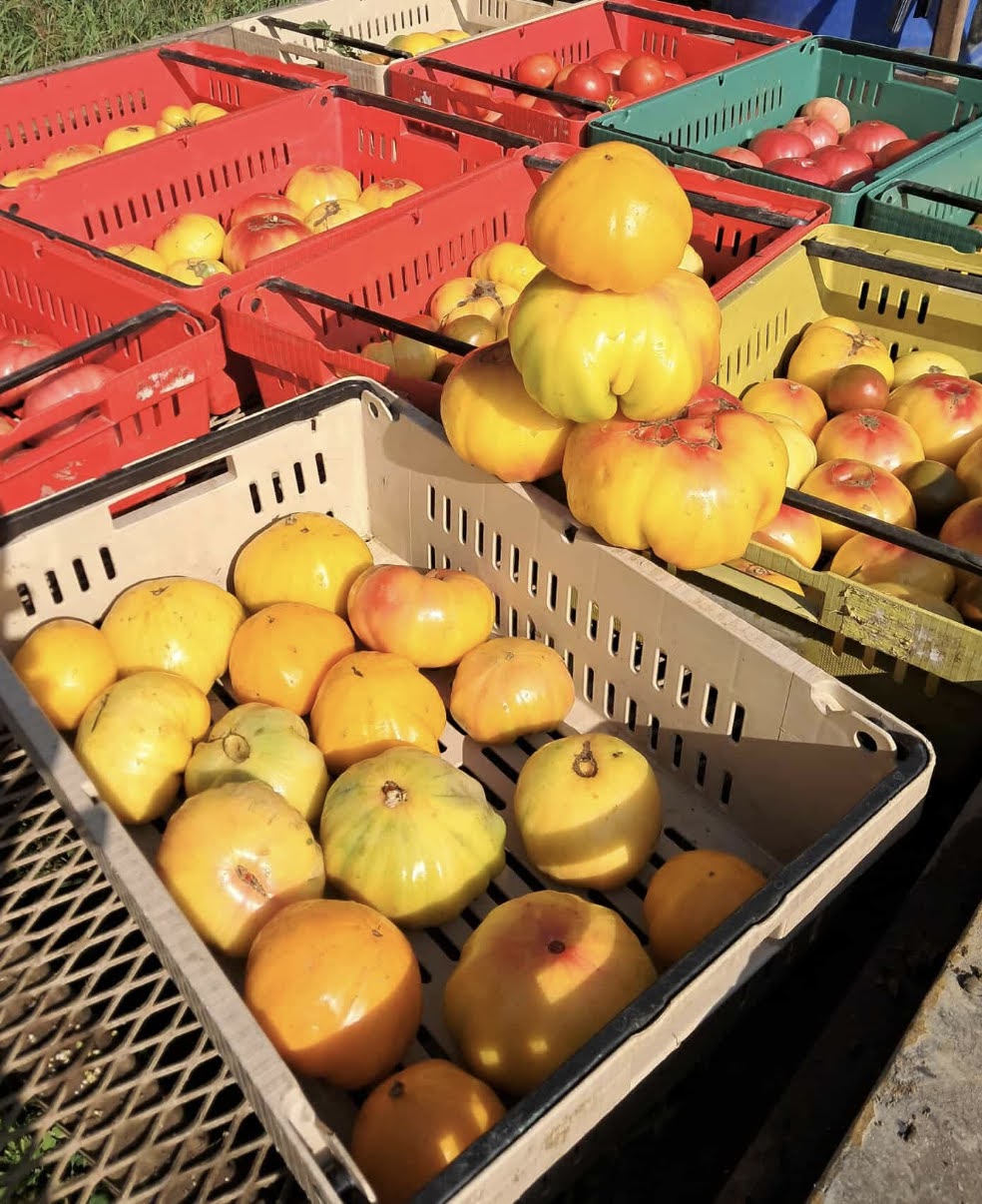 Heirloom Tomato Collection