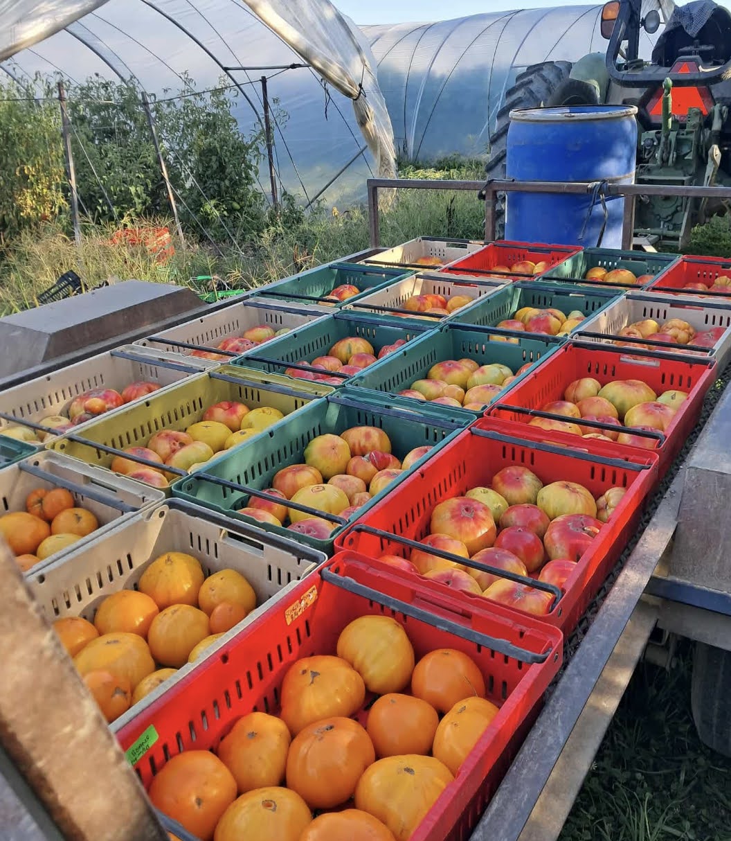Heirloom Tomato Collection