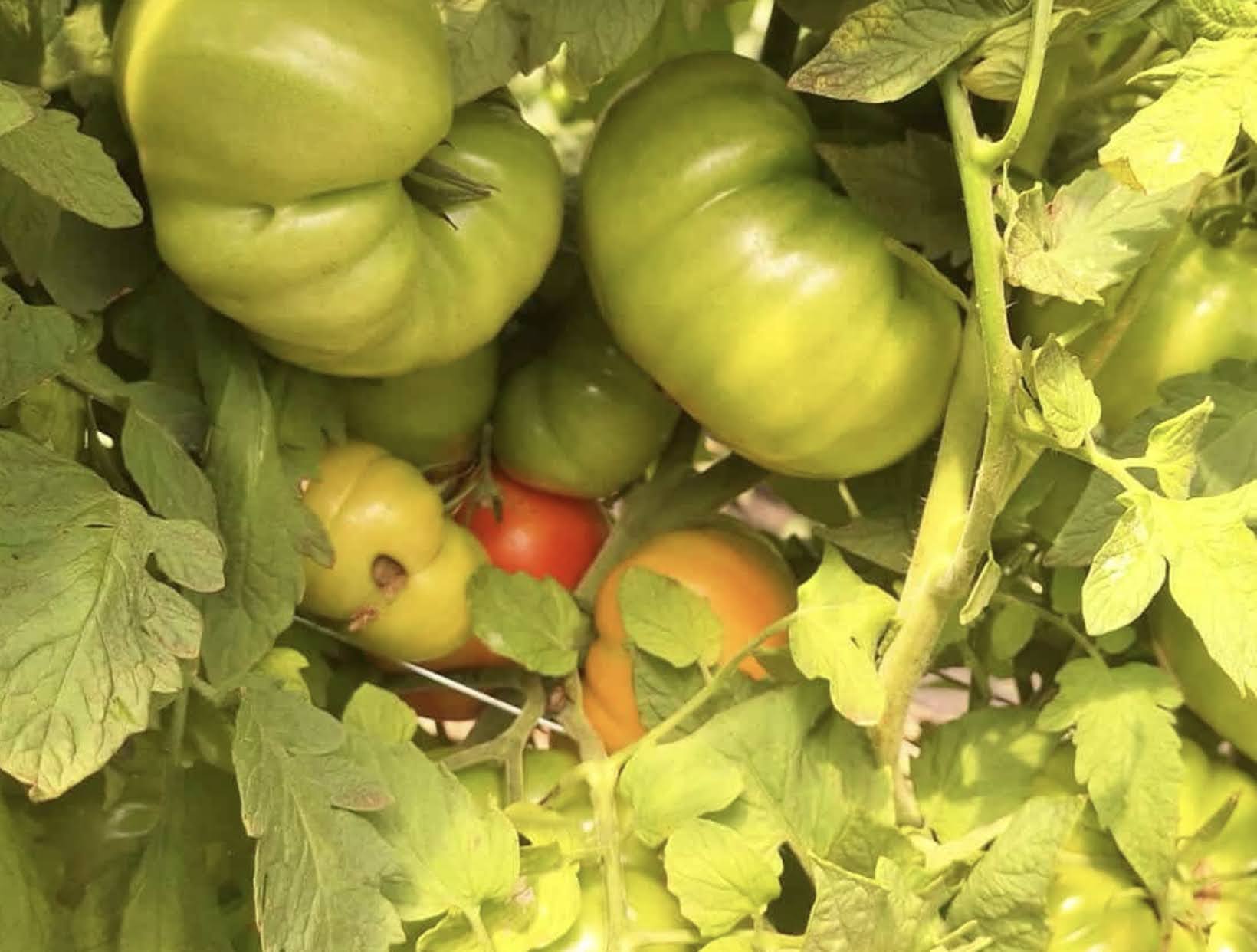 Heirloom Tomato Collection