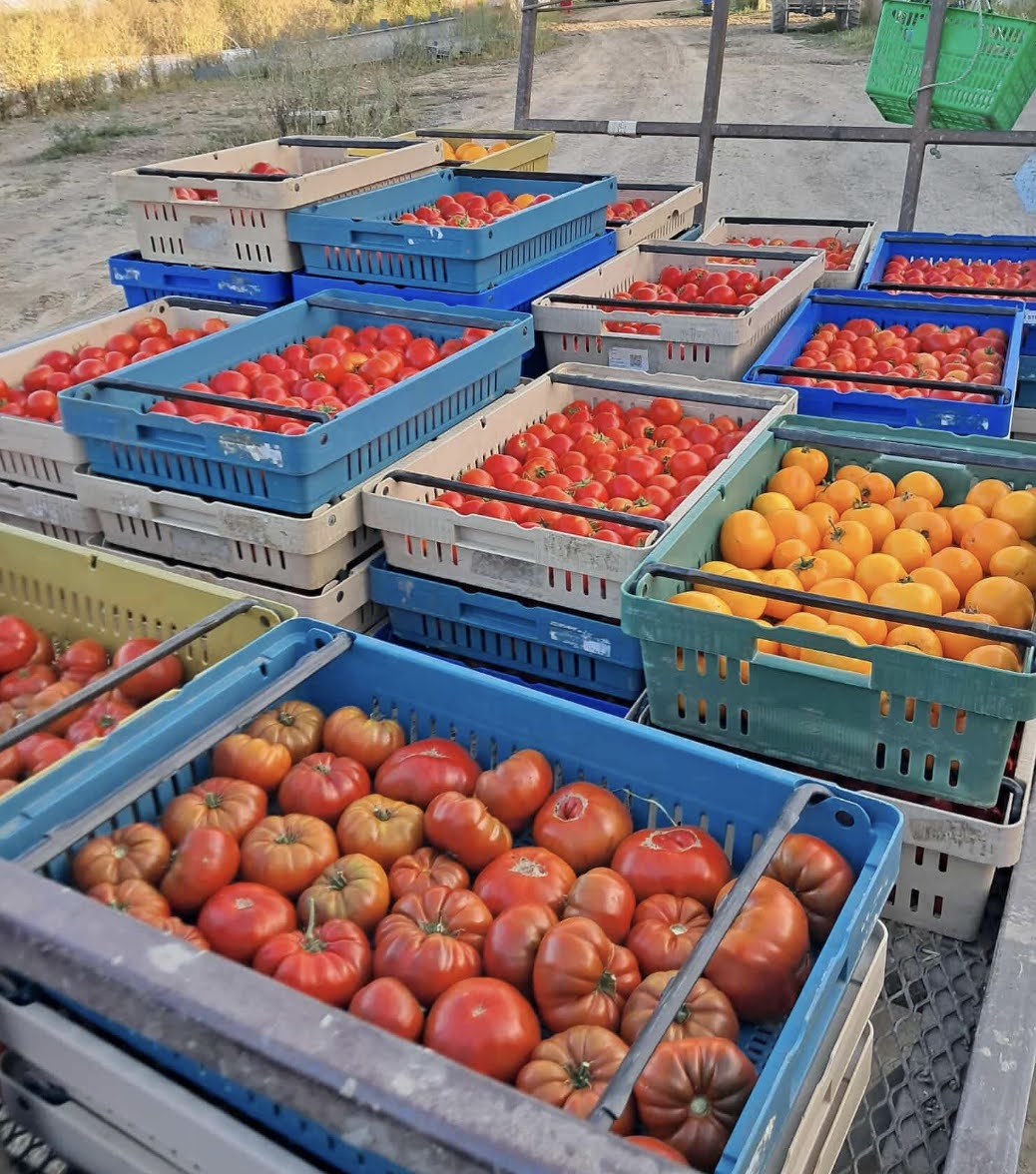 Heirloom Tomato Collection