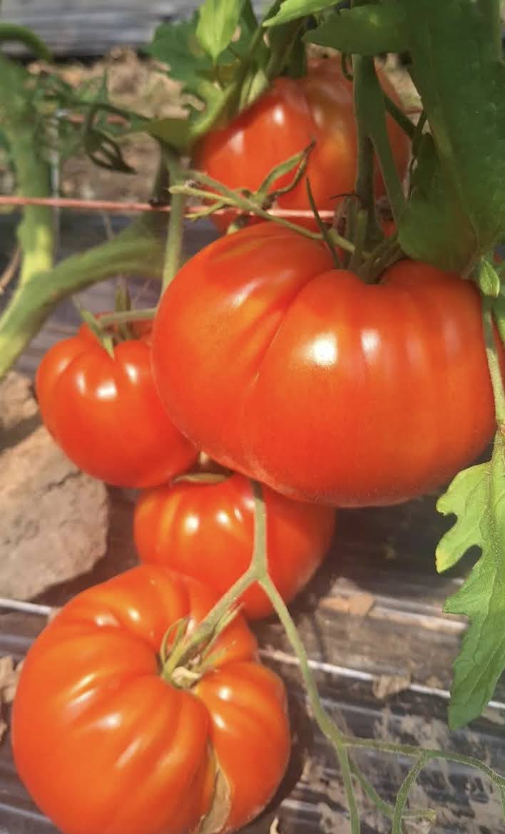 Heirloom Tomato Collection