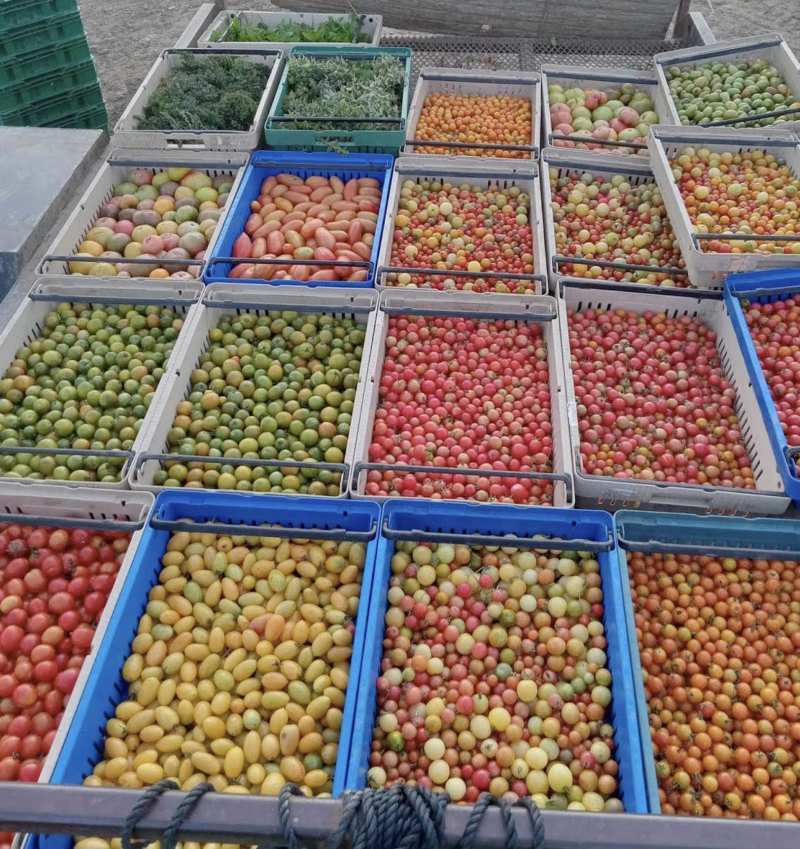 Heirloom Tomato Collection