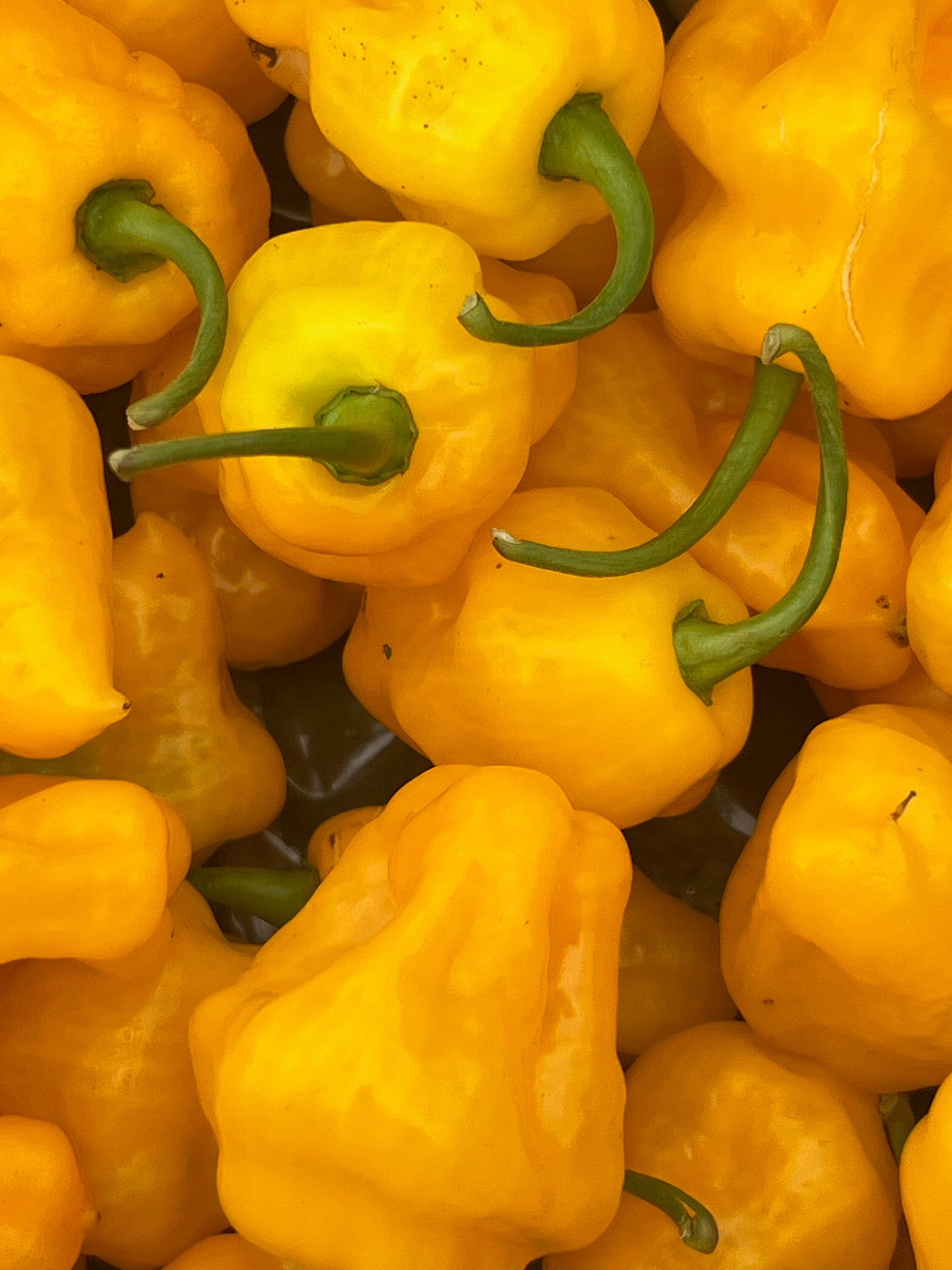 Culinary Chile Collection