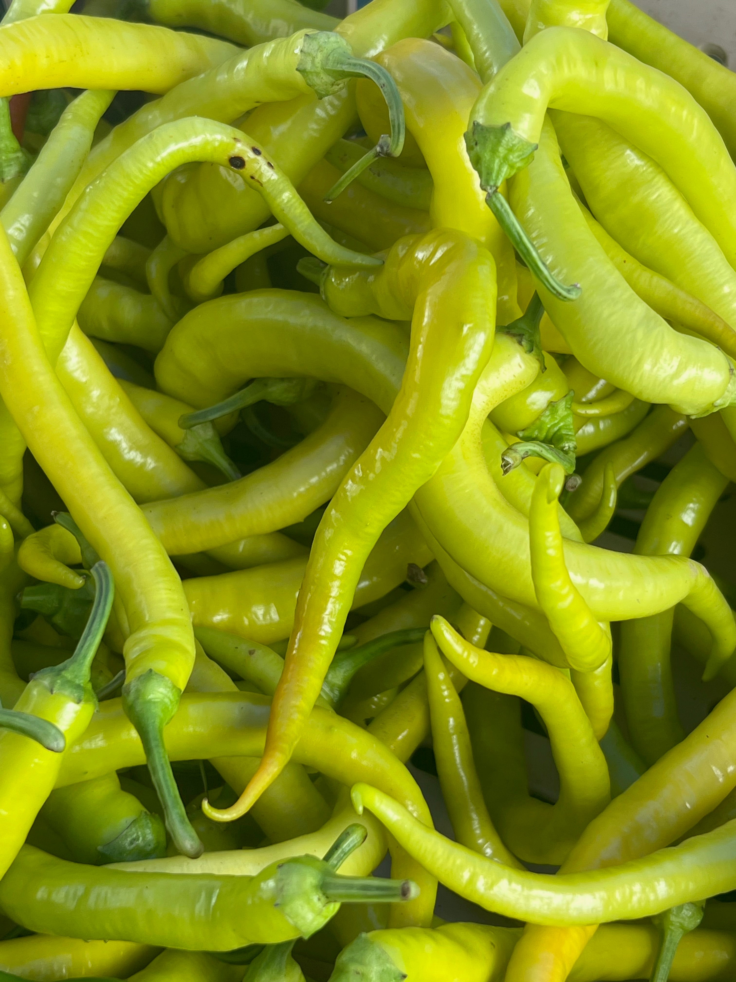 Culinary Chile Collection