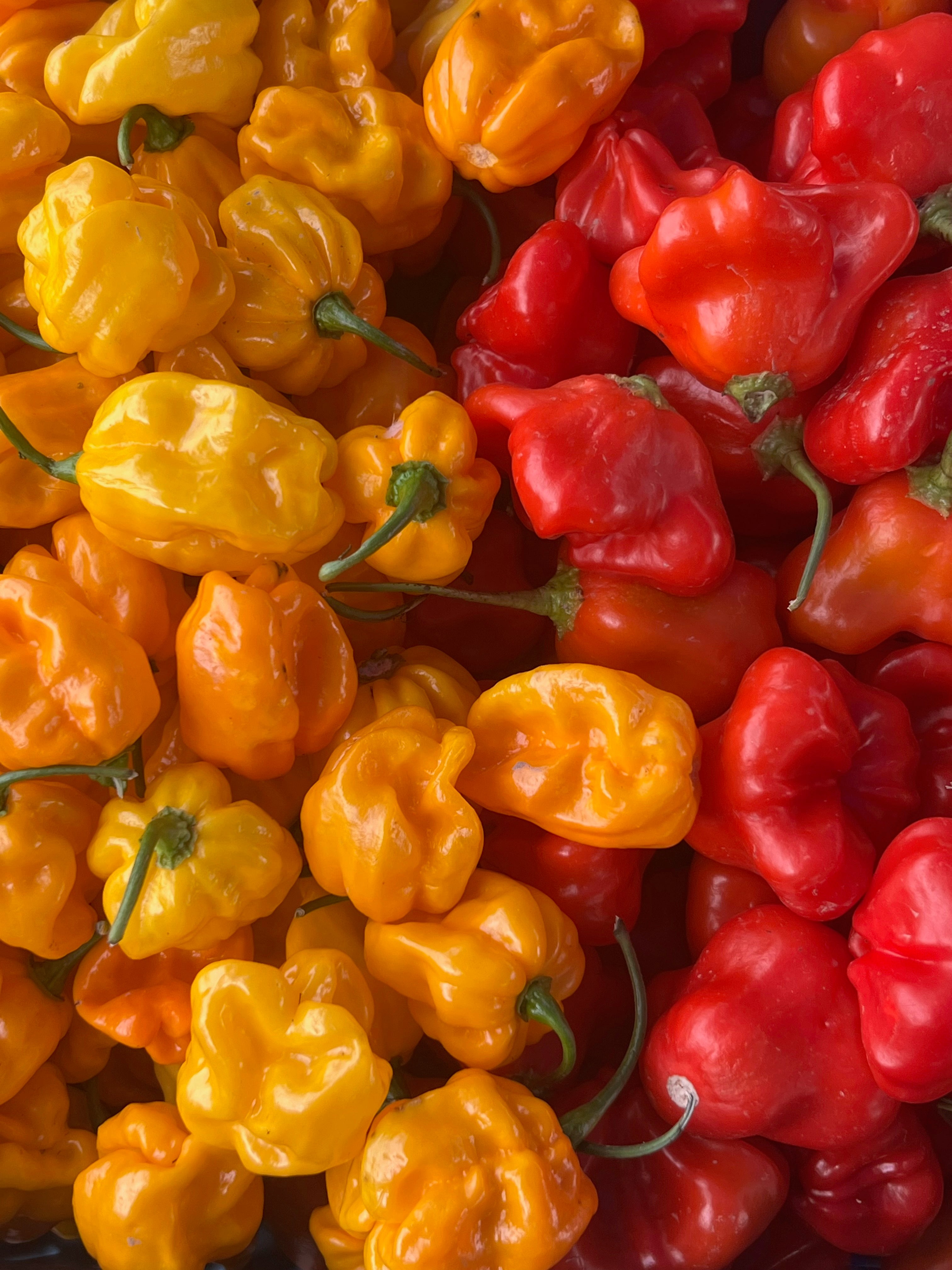 Culinary Chile Collection