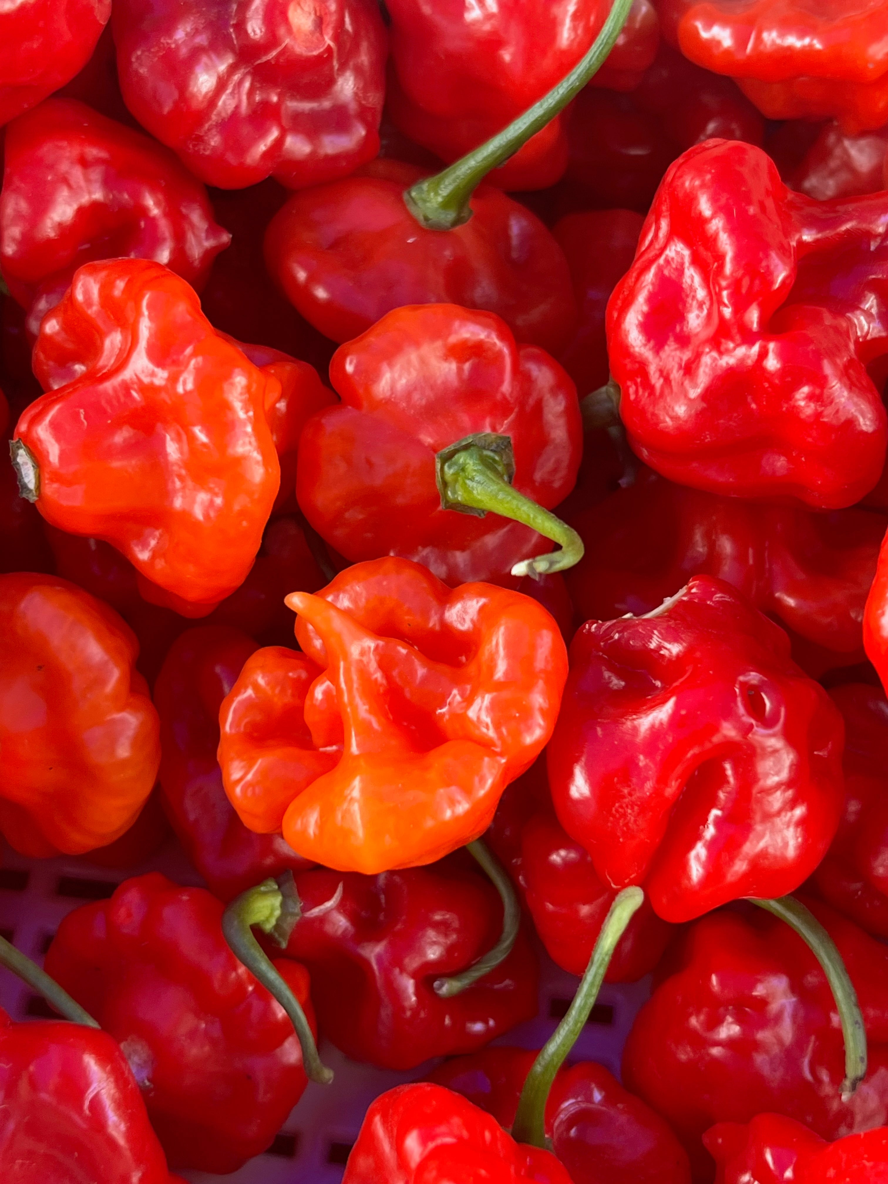 Culinary Chile Collection