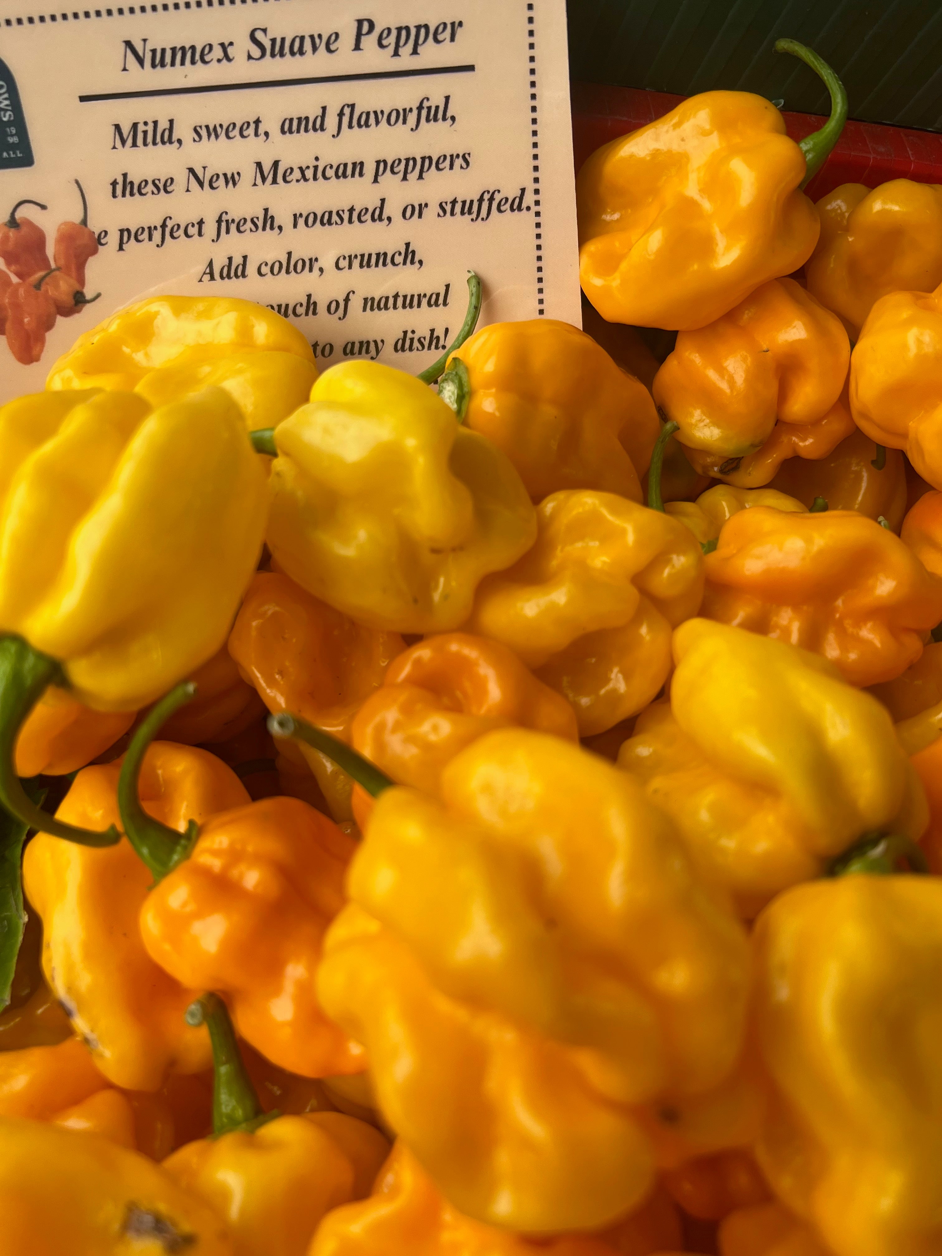 Culinary Chile Collection