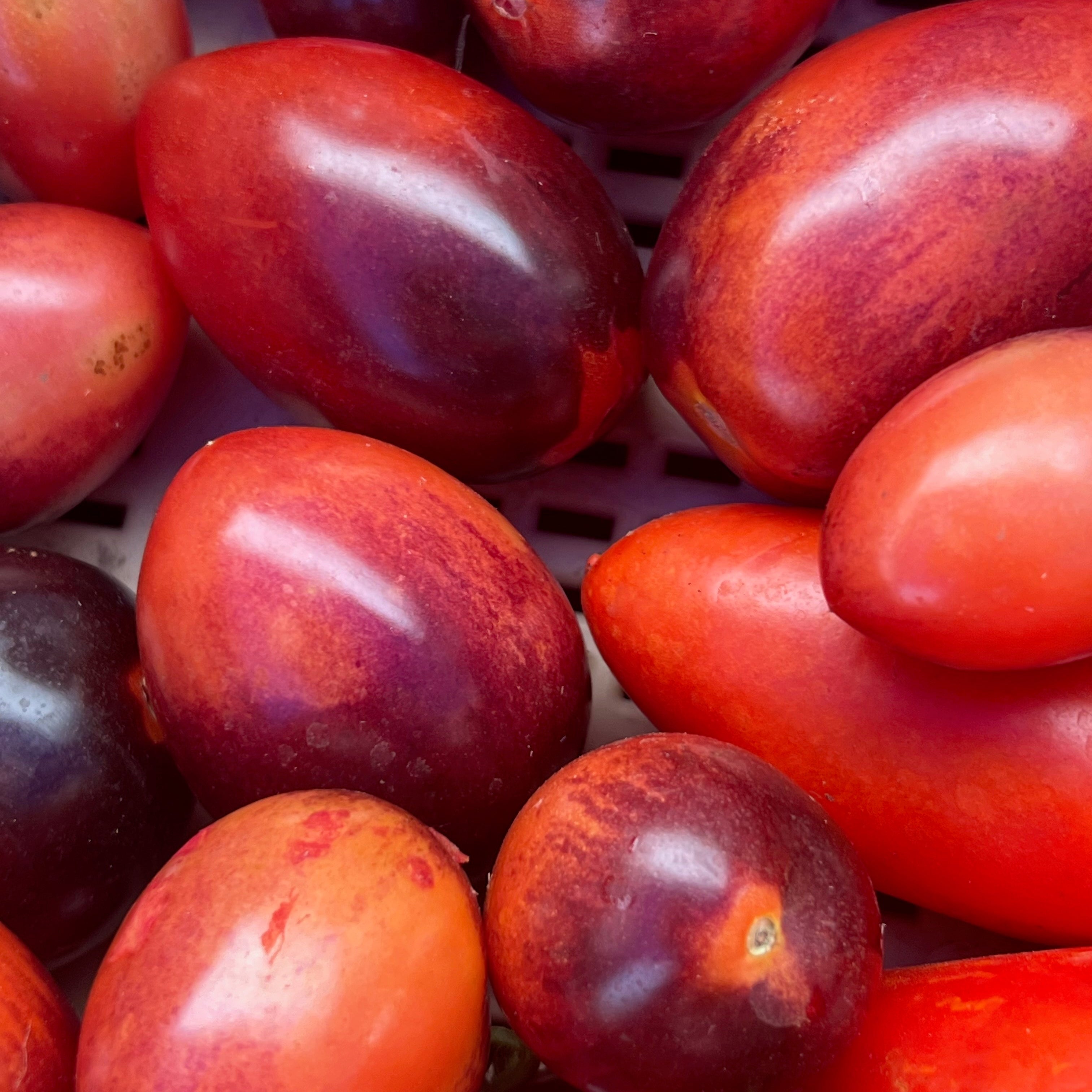 Midnight Roma Tomatoes grown by Norwich Meadows Farm