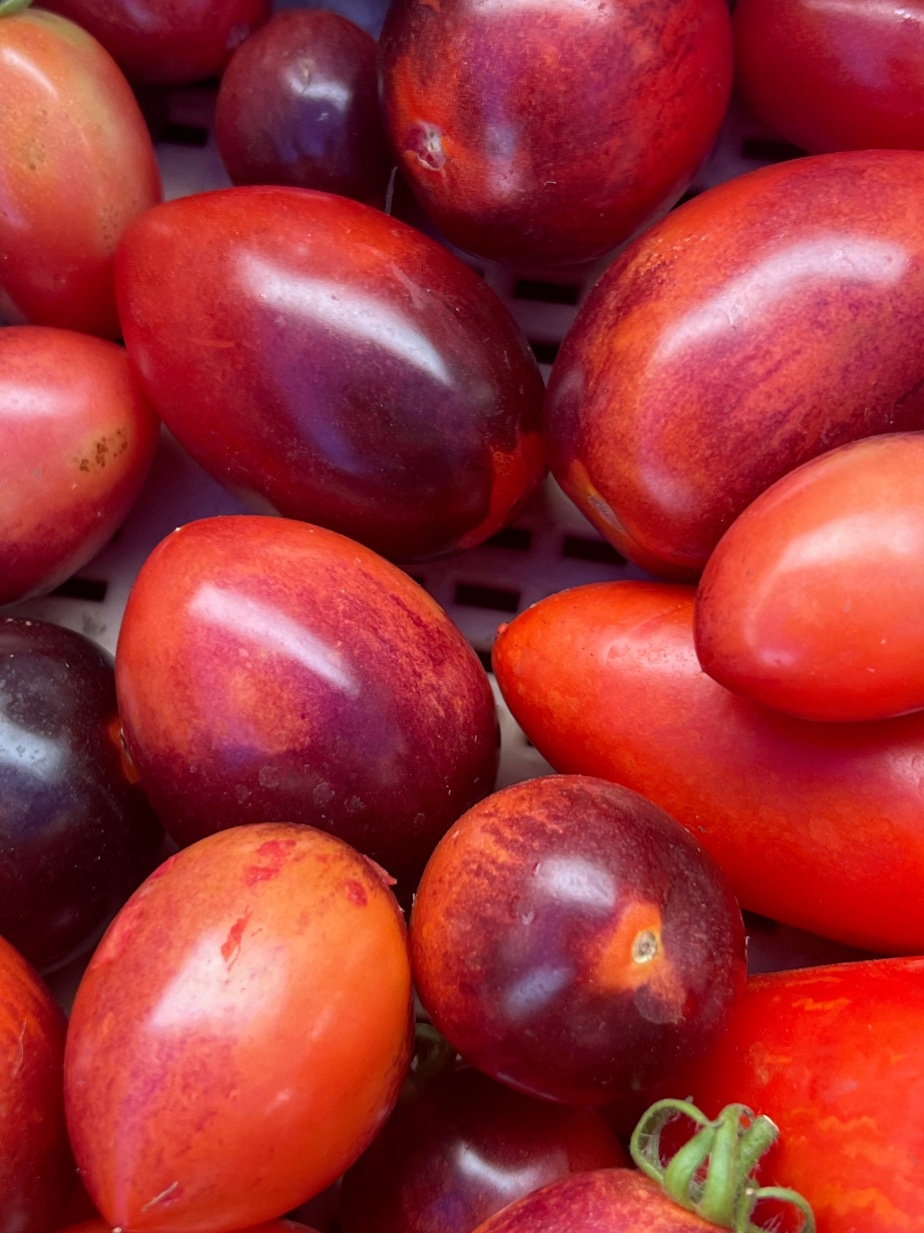 Heirloom Tomato Collection