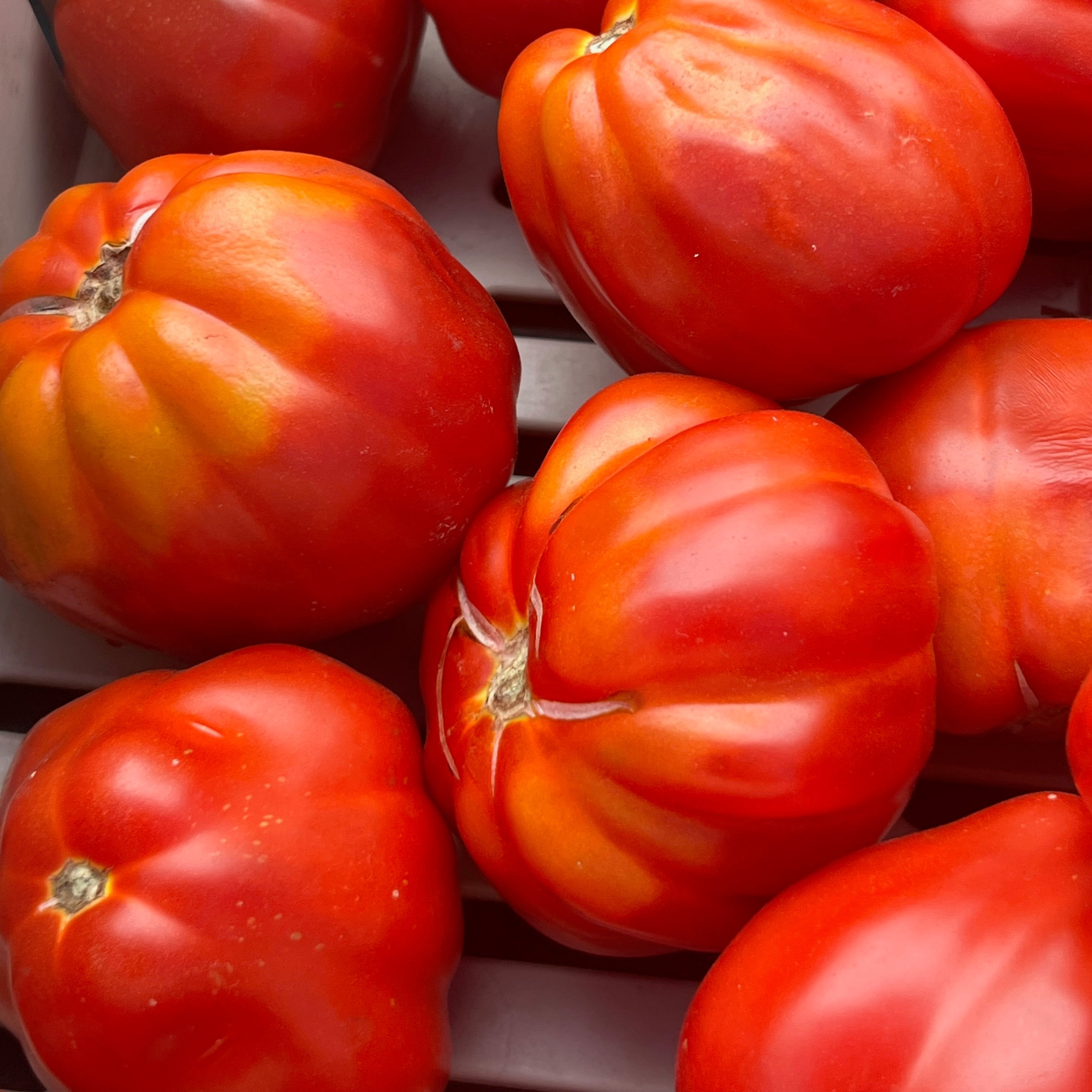 Canastrino Heirloom Tomato for Sauce grown by Norwich Meadows Farm.