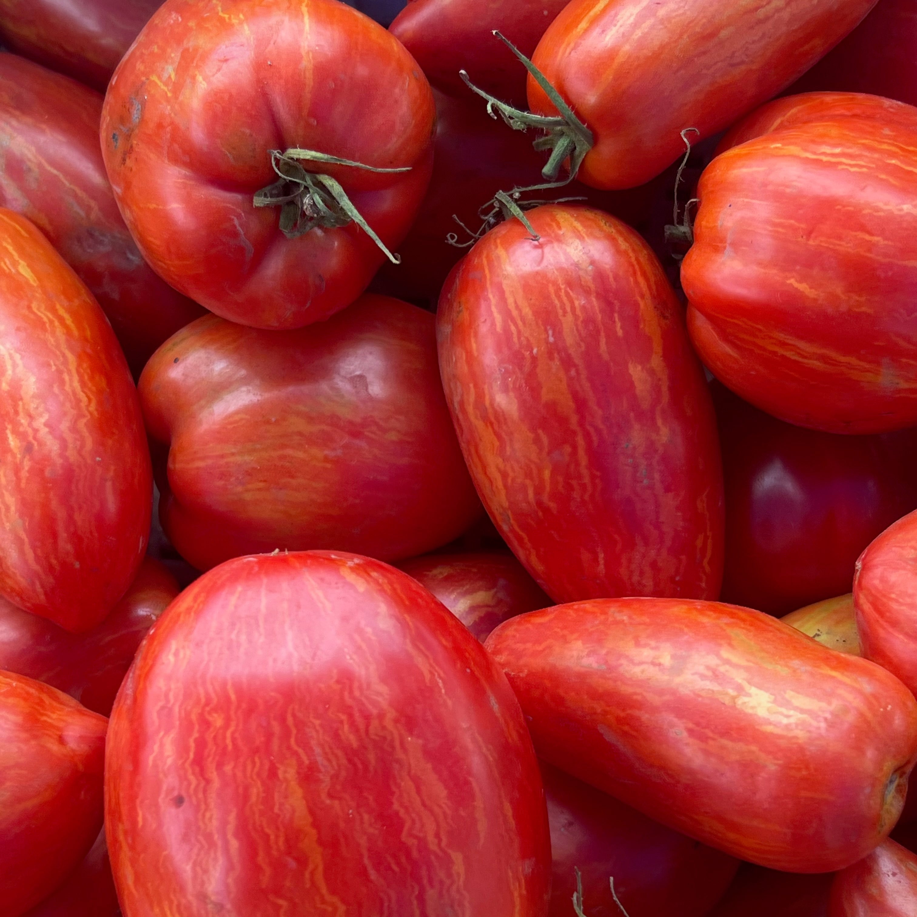 Speckled Roman tomatoes grown by norwich Meadows Farm