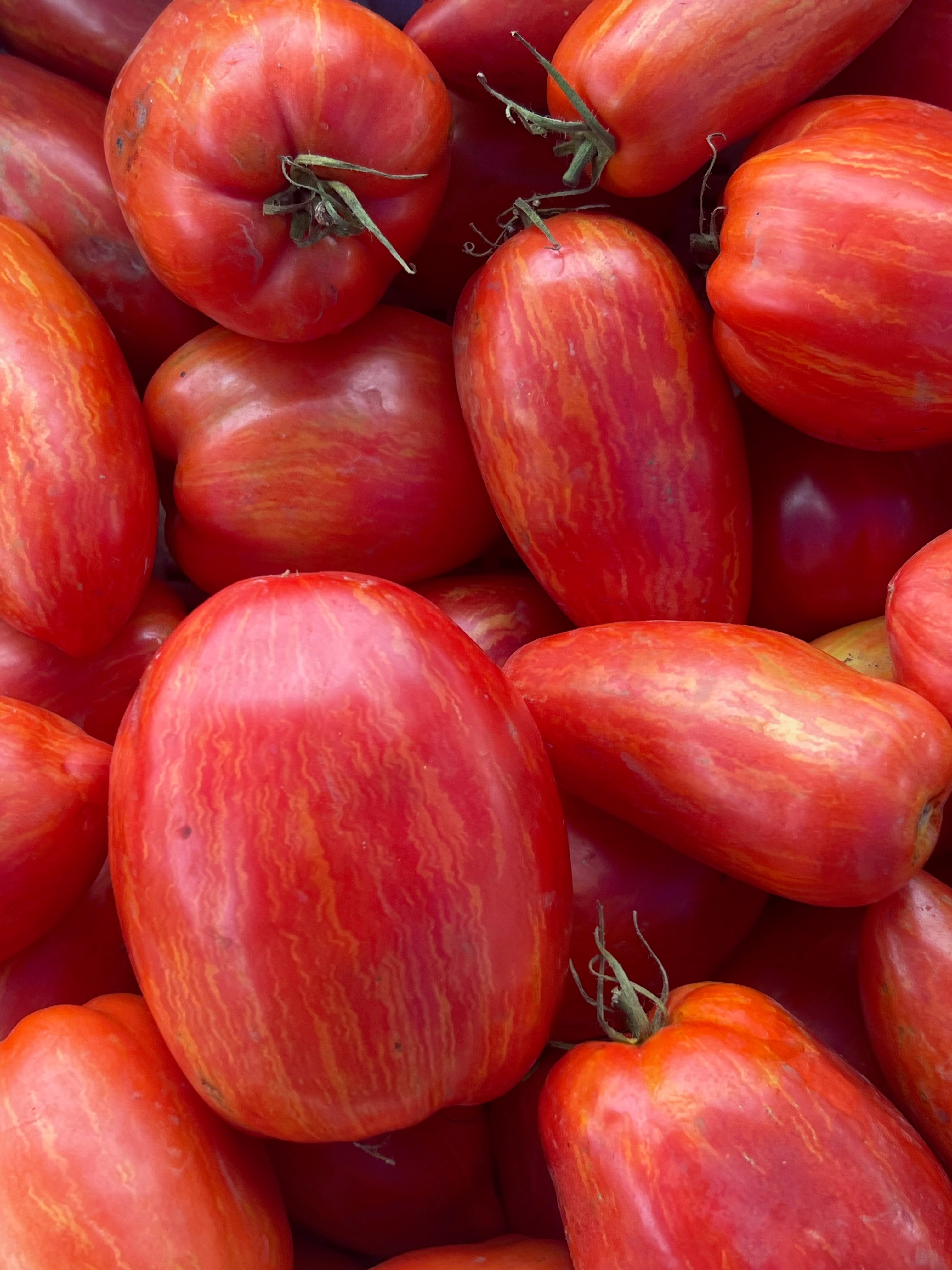 Heirloom Tomato Collection