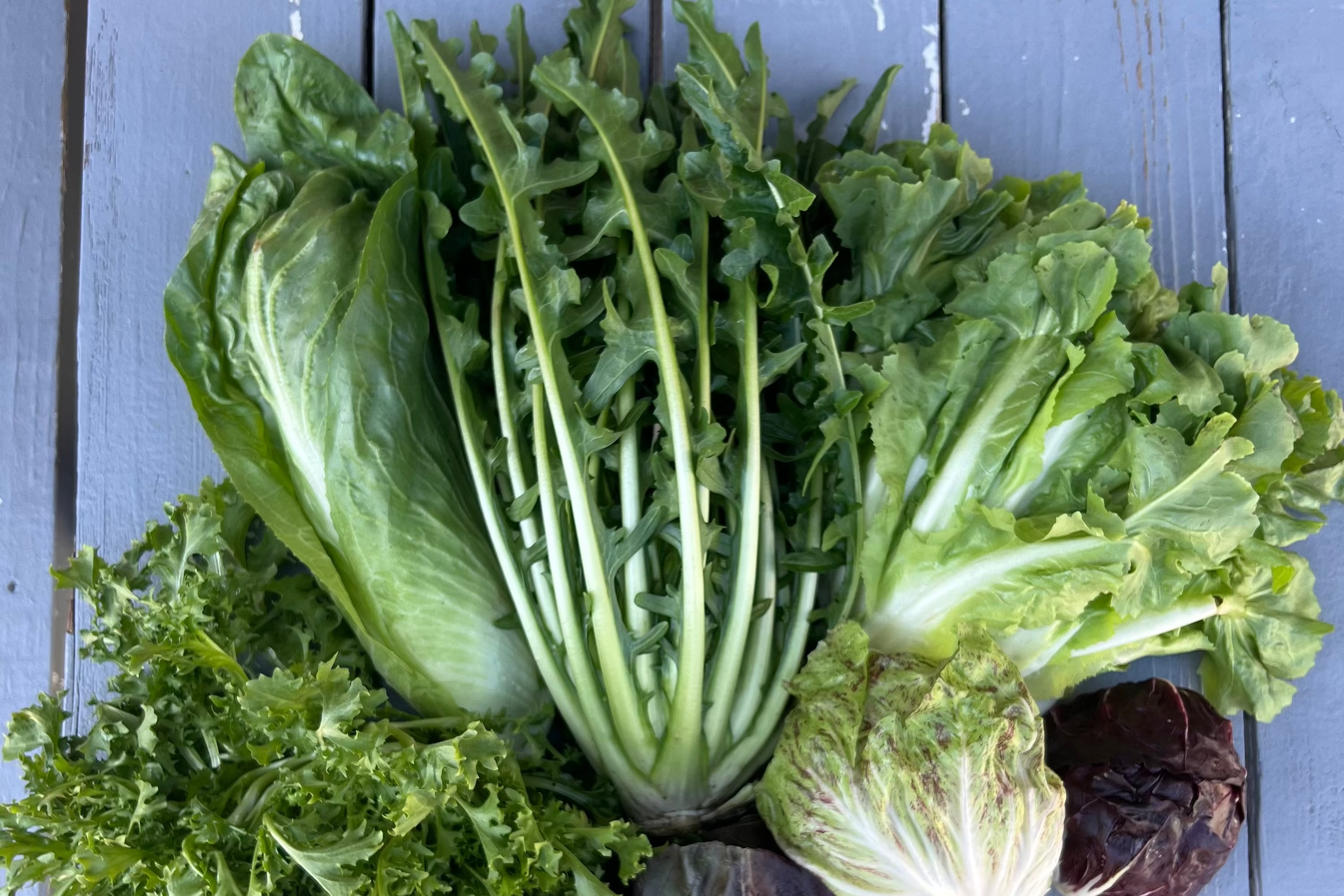 chicory from nmf