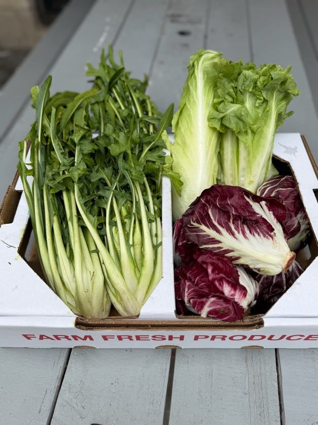 Fall Chicory & Radicchio Box