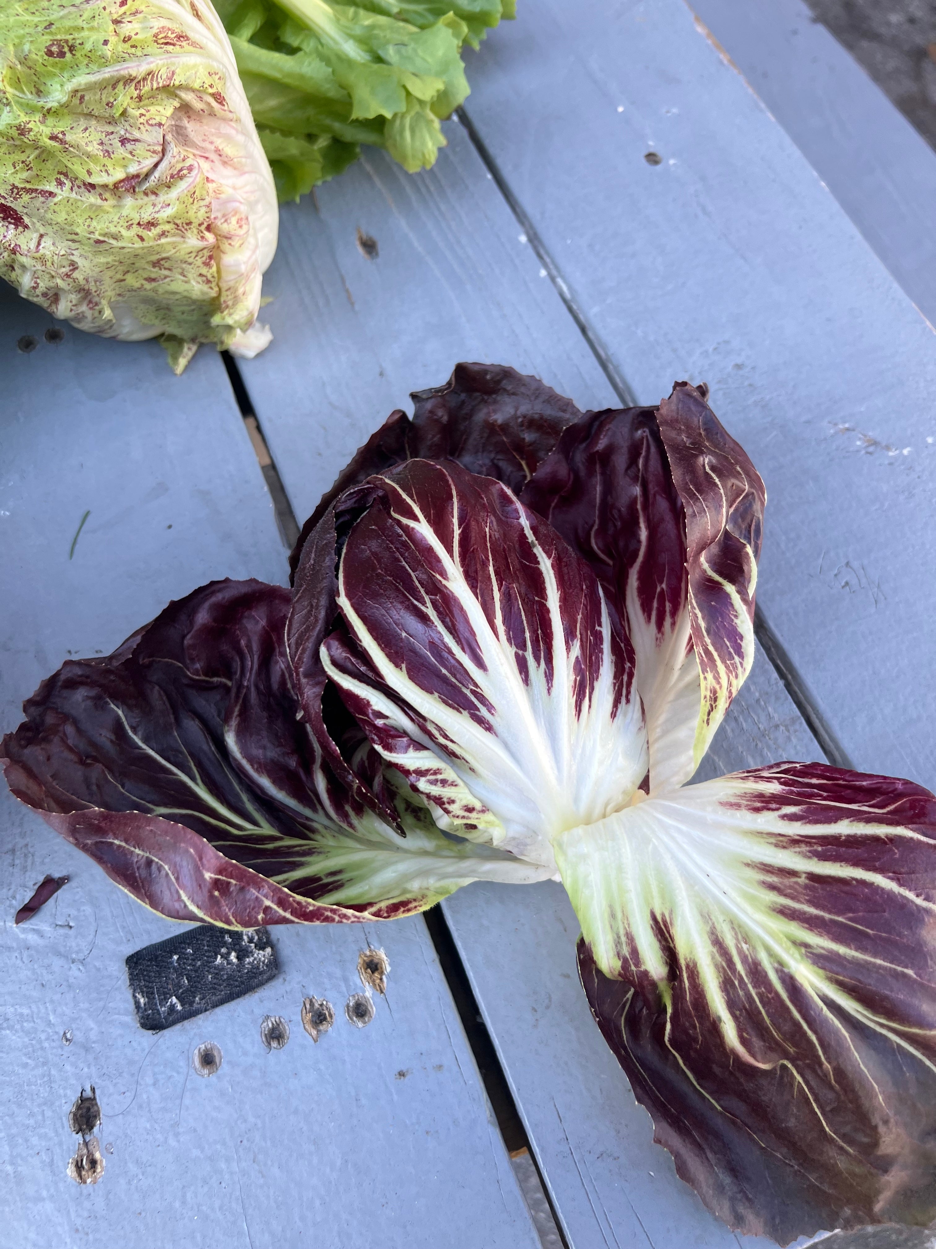 Fall Chicory & Radicchio Box
