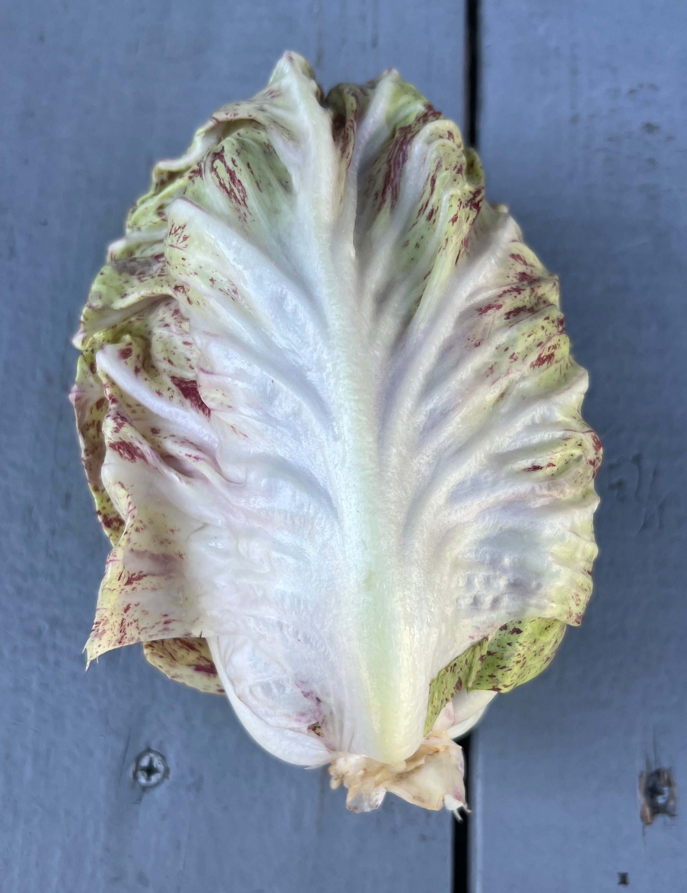 Fall Chicory & Radicchio Box