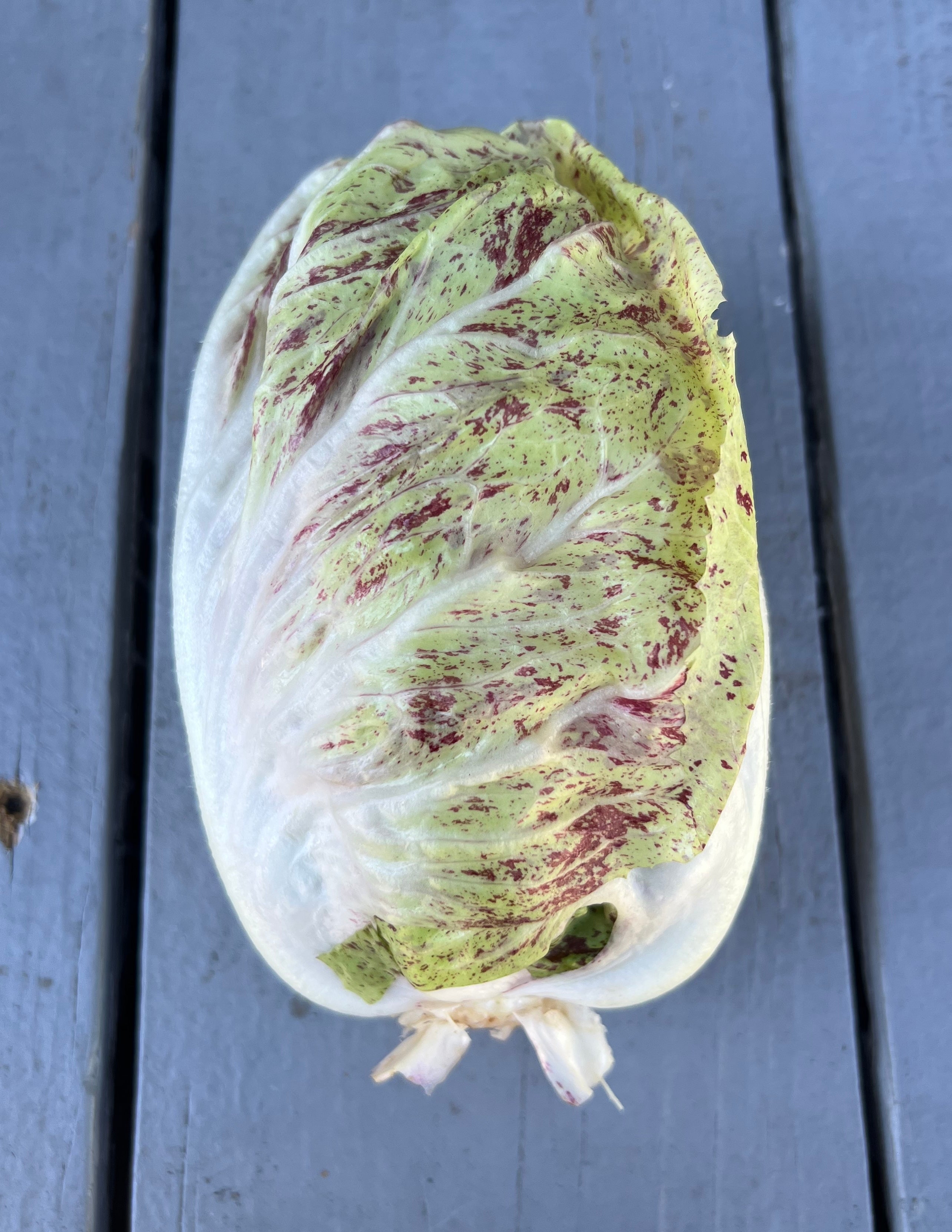 Fall Chicory & Radicchio Box