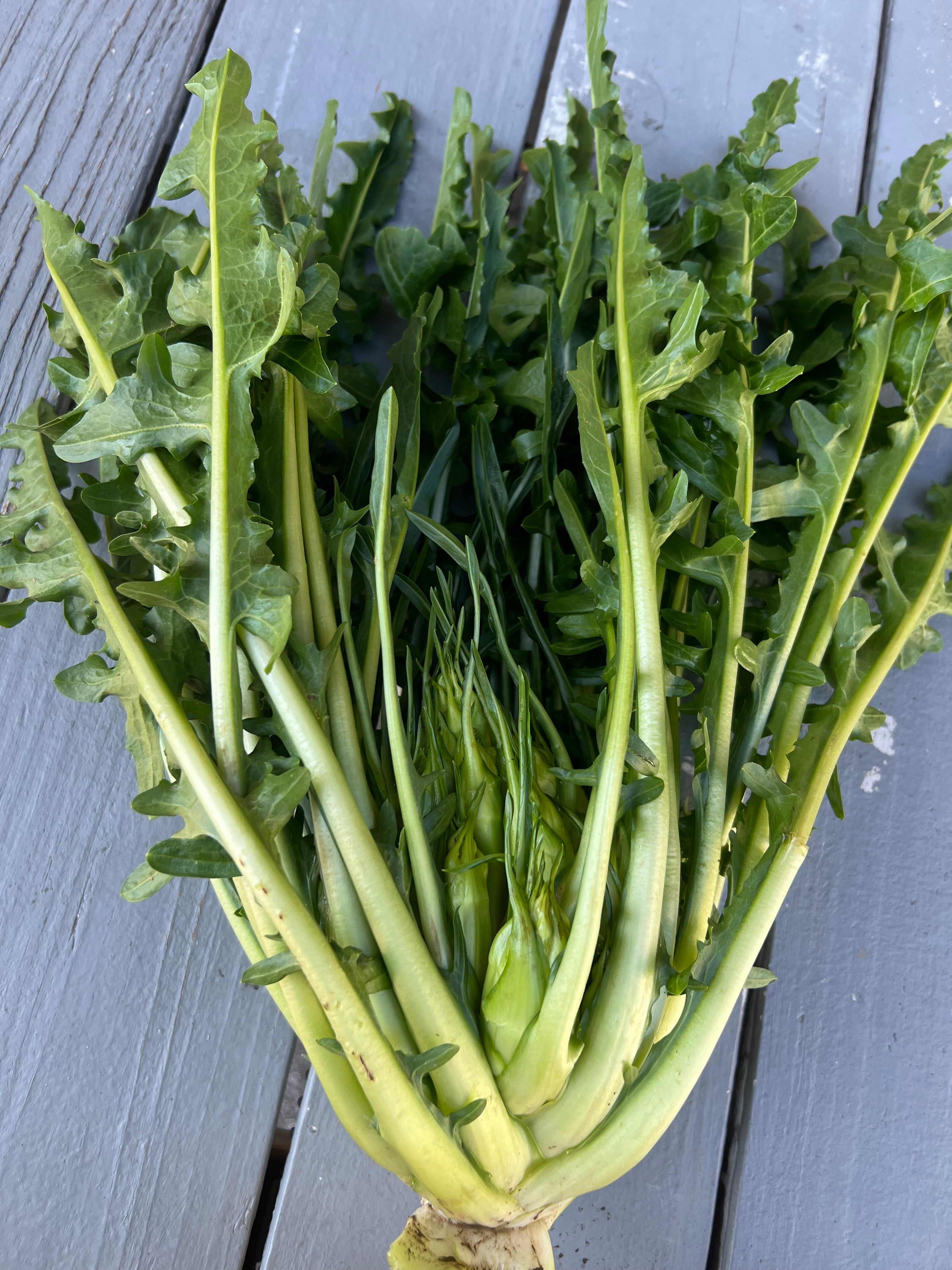Fall Chicory & Radicchio Box