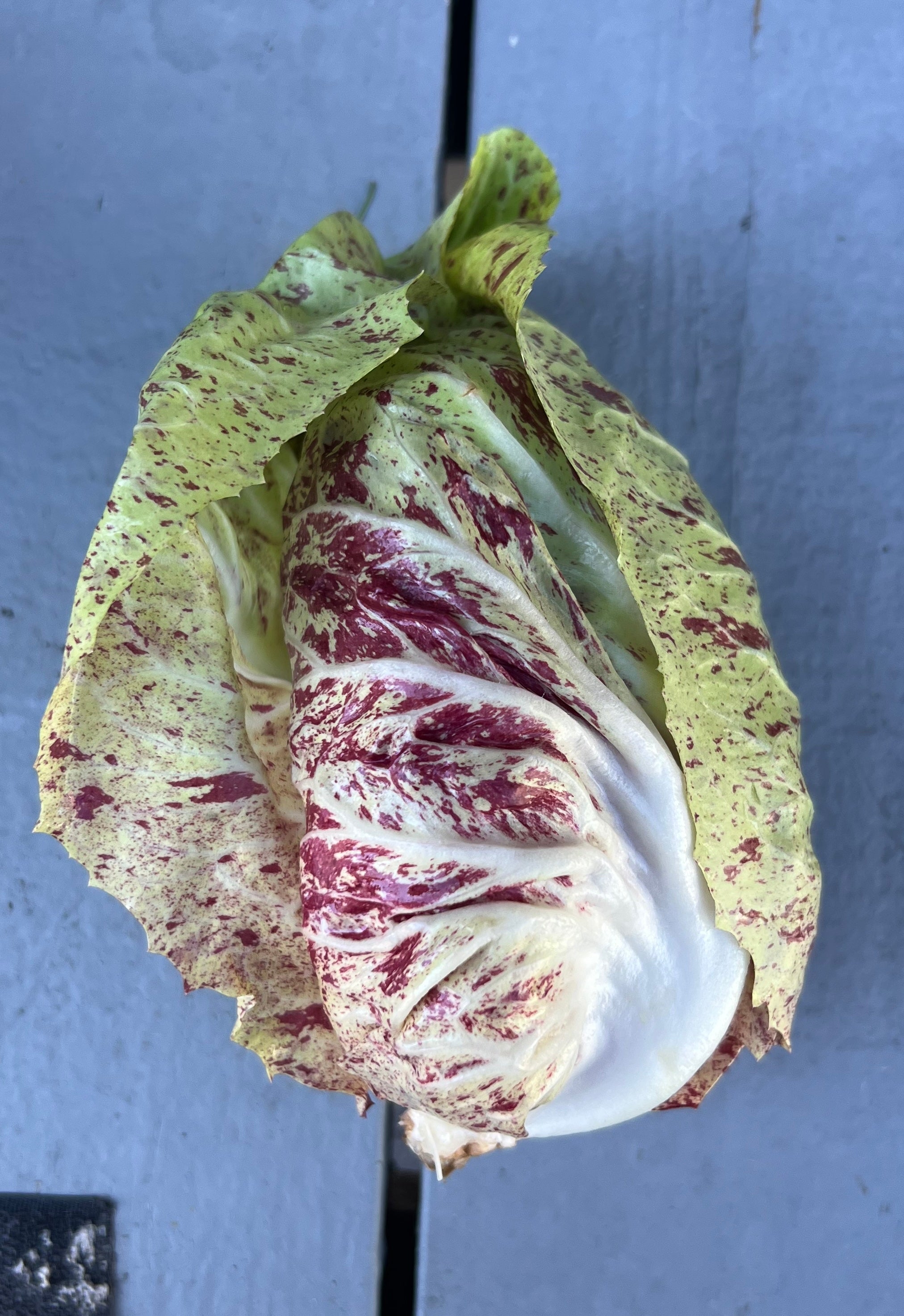 Fall Chicory & Radicchio Box