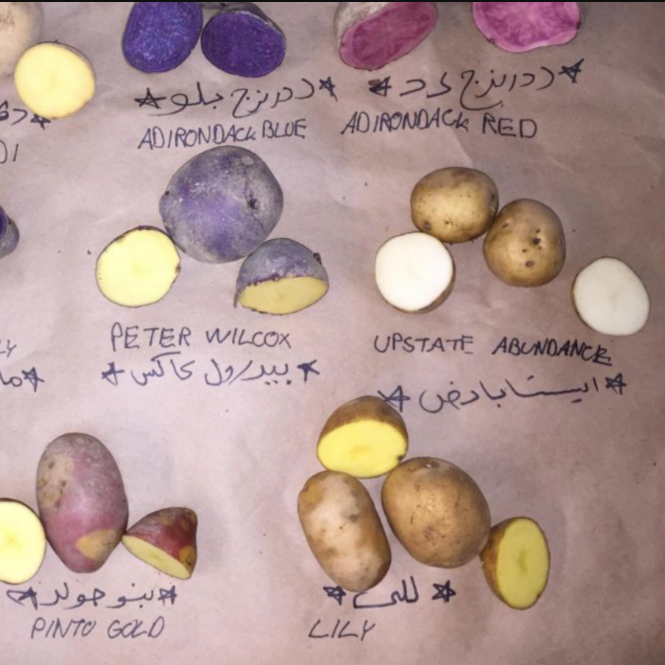 Potato identificastion chart at Norwich Meadows Farm