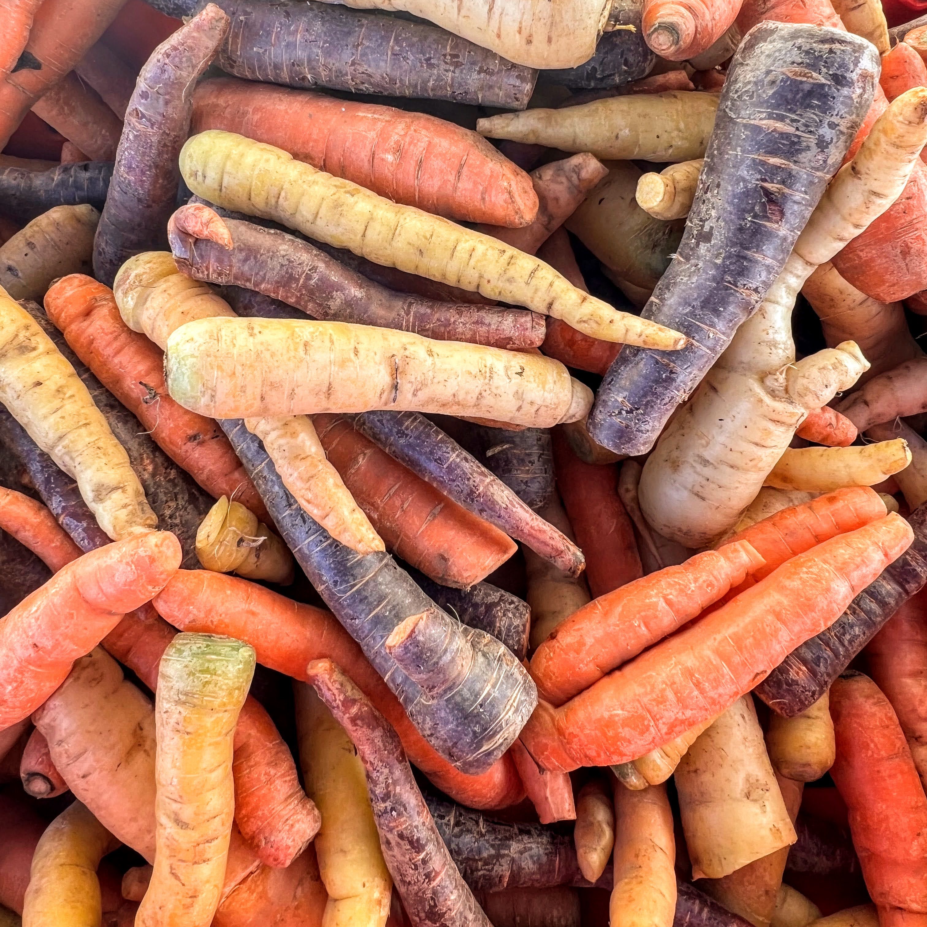Carrots at the Union Square Farmers Market — part of our seasonal Fall Harvest Box shipped from Norwich Meadows Farm.