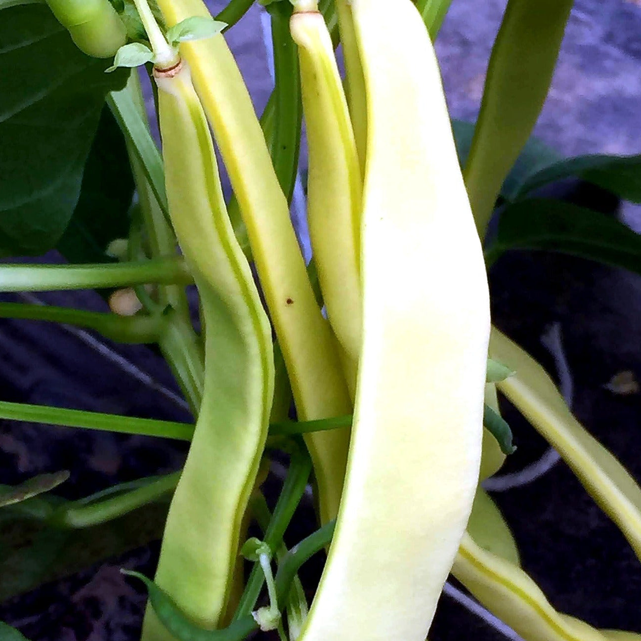 Yellow Romano beans still on the vine at Norwich Meadows Farm.