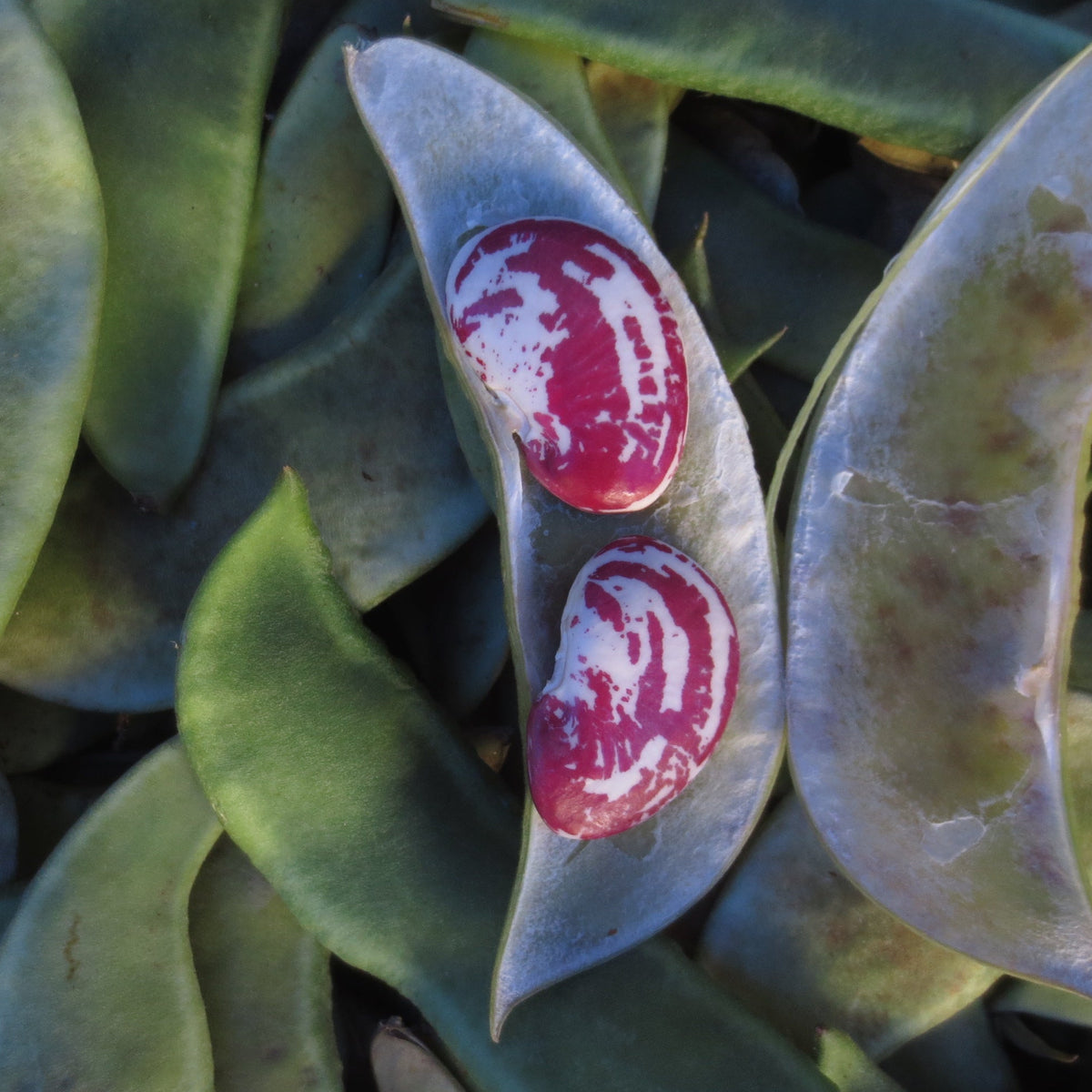 Christmas Lima Beans at Union Square grown by Norwich MEadows Farm
