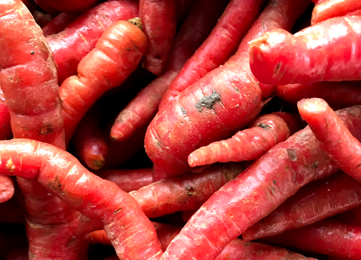 Kyoto Carrots on Norwich Meadows Farm