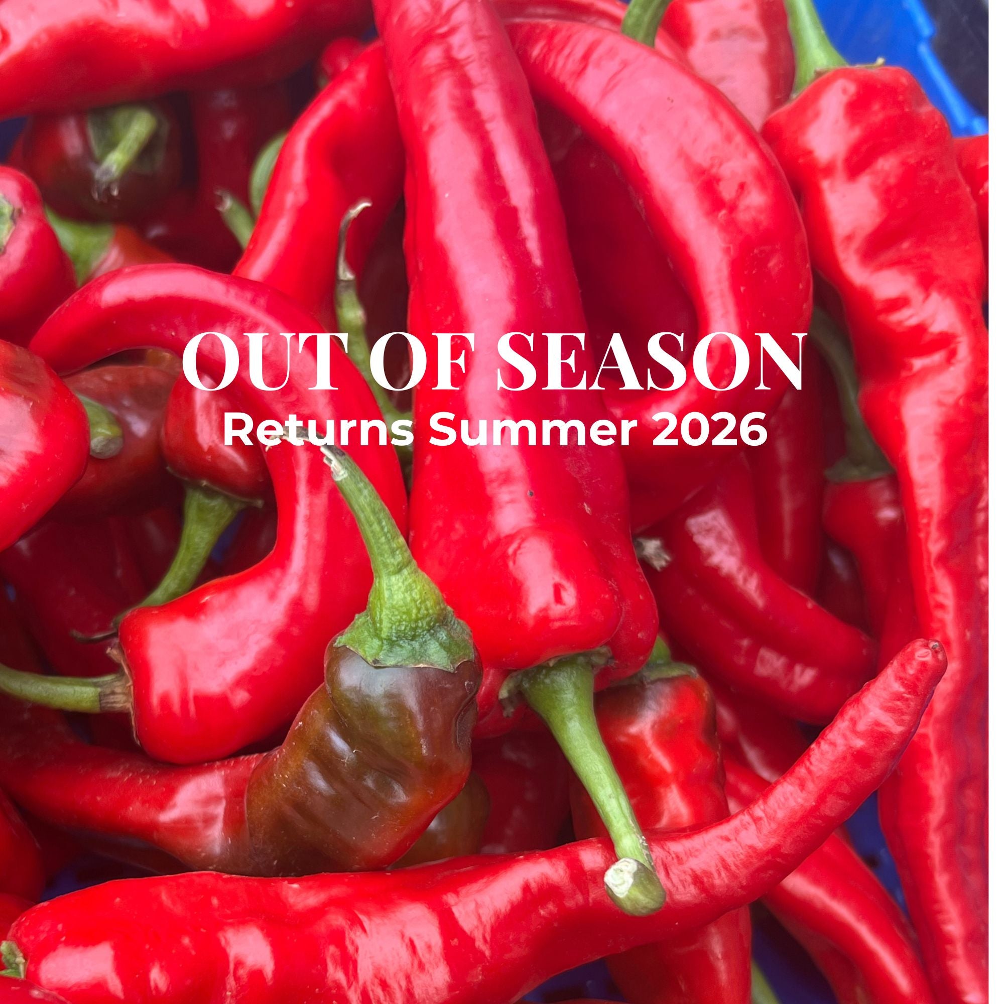 Jimmy Nardello Peppers