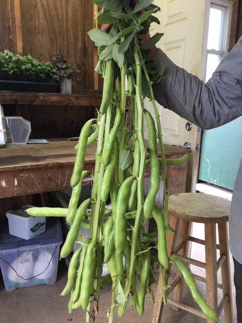 A bush of Fava Beans from Norwich Meadows farm